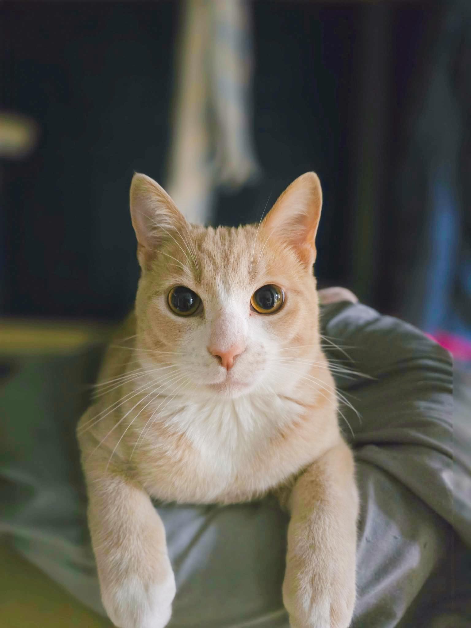 Bones, Adoptable, Kitten Male Domestic Short Hair.