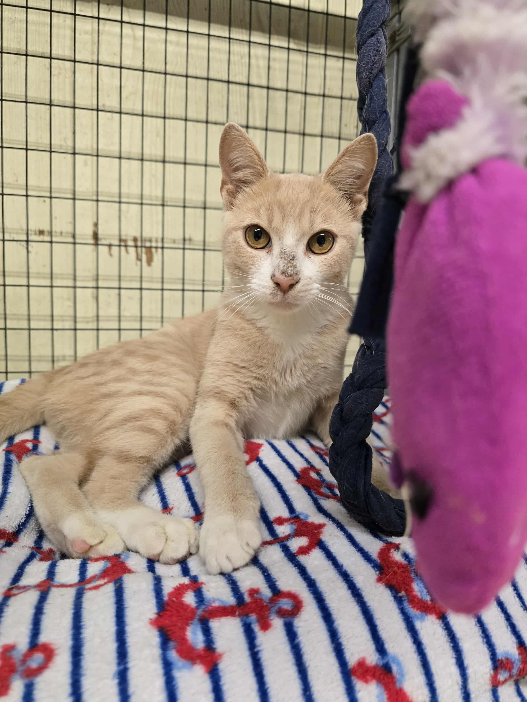 Bones, a Adoptable Domestic Short Hair image 2/5