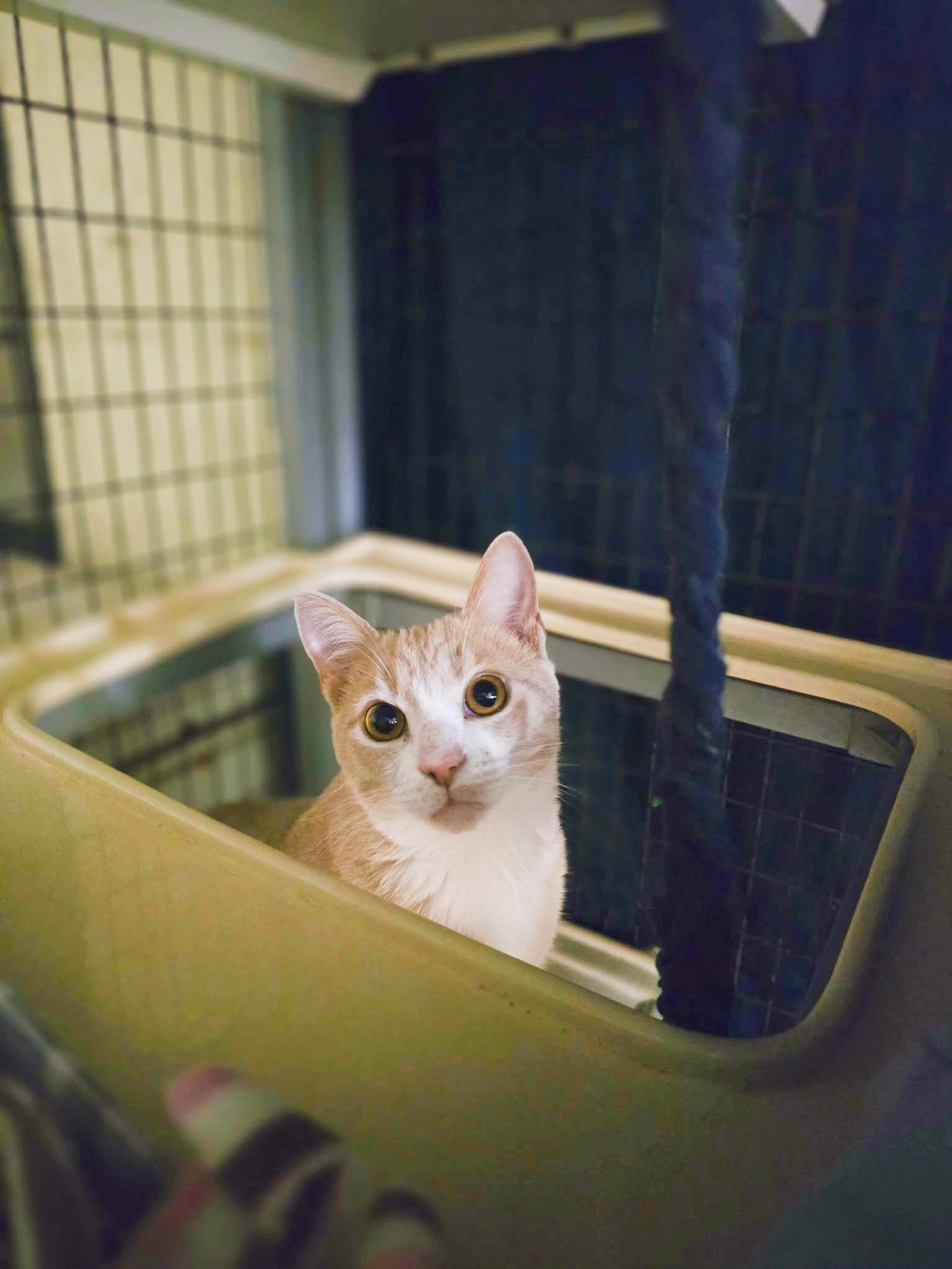 Enlarge Bones, a Adoptable Domestic Short Hair in Conway, SC image 2/4