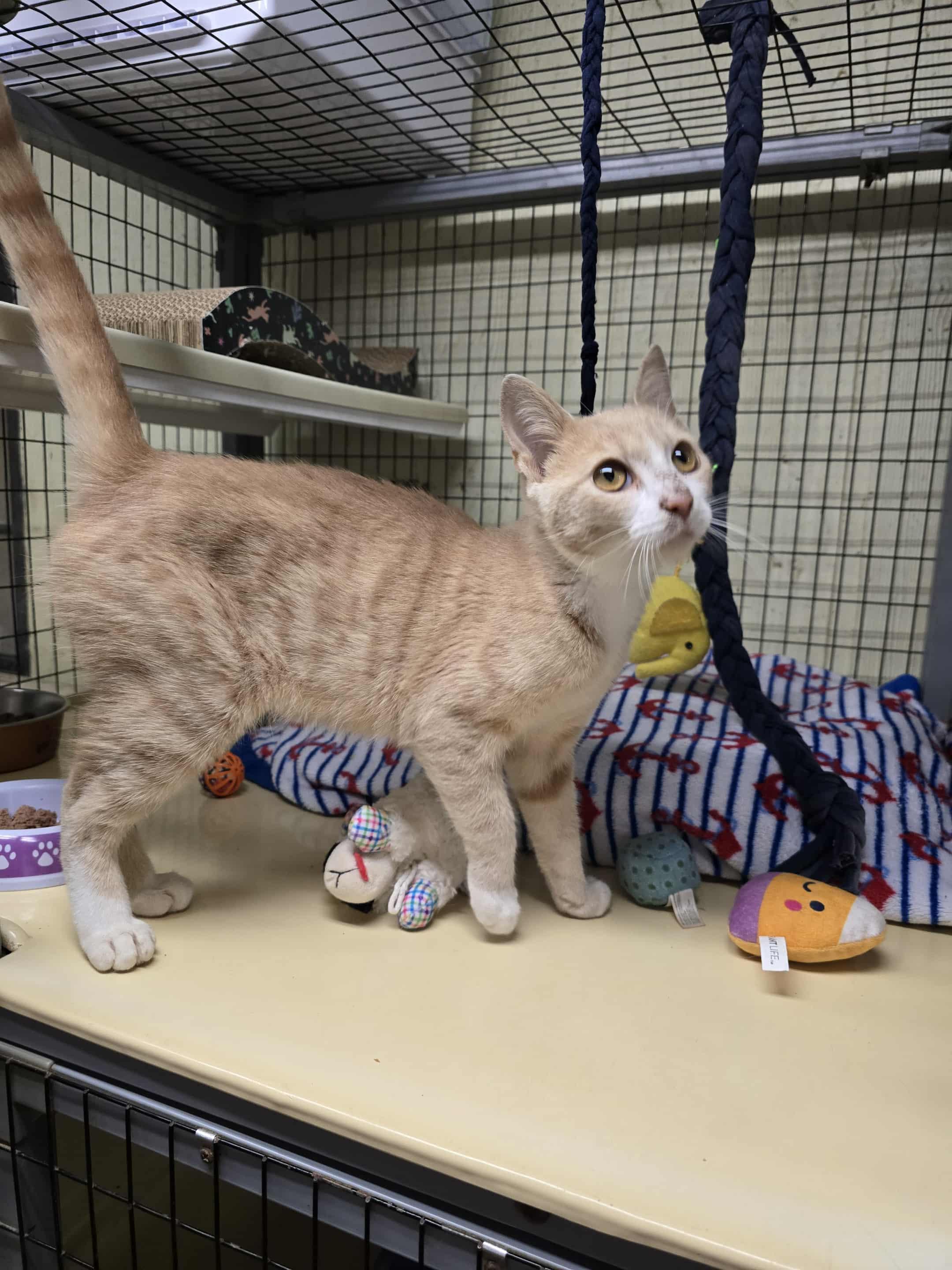 Bones, a Adoptable Domestic Short Hair image 3/5