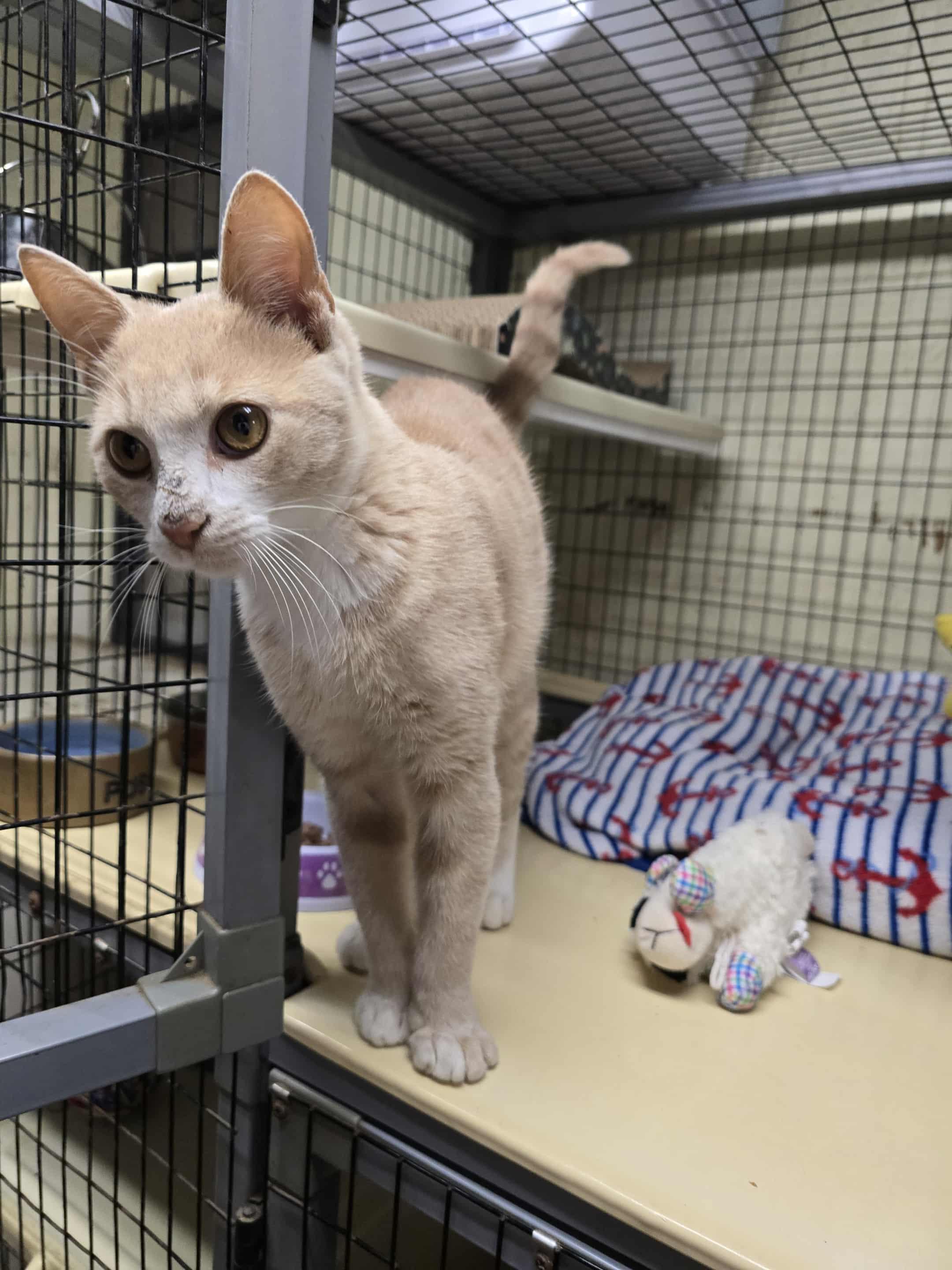 Bones, a Adoptable Domestic Short Hair image 4/5