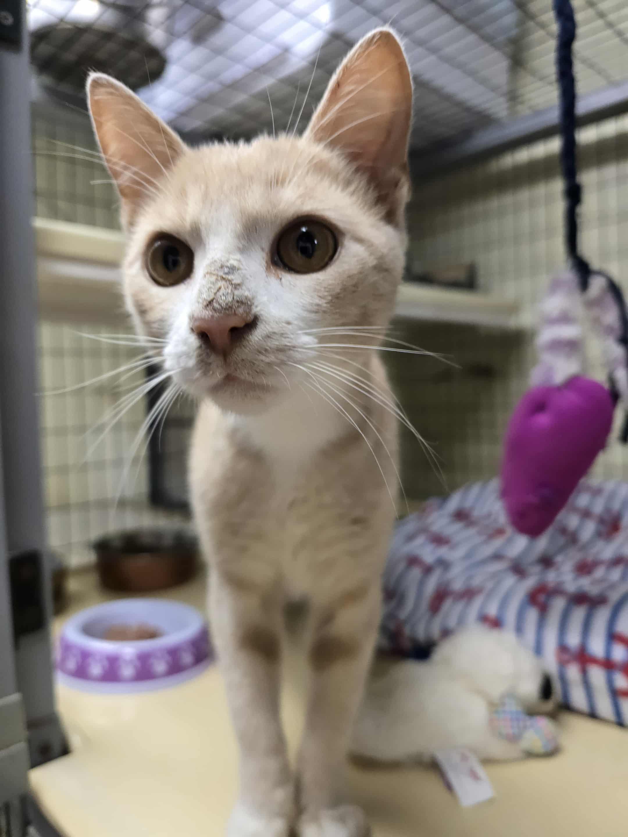 Bones, a Adoptable Domestic Short Hair image 5/5