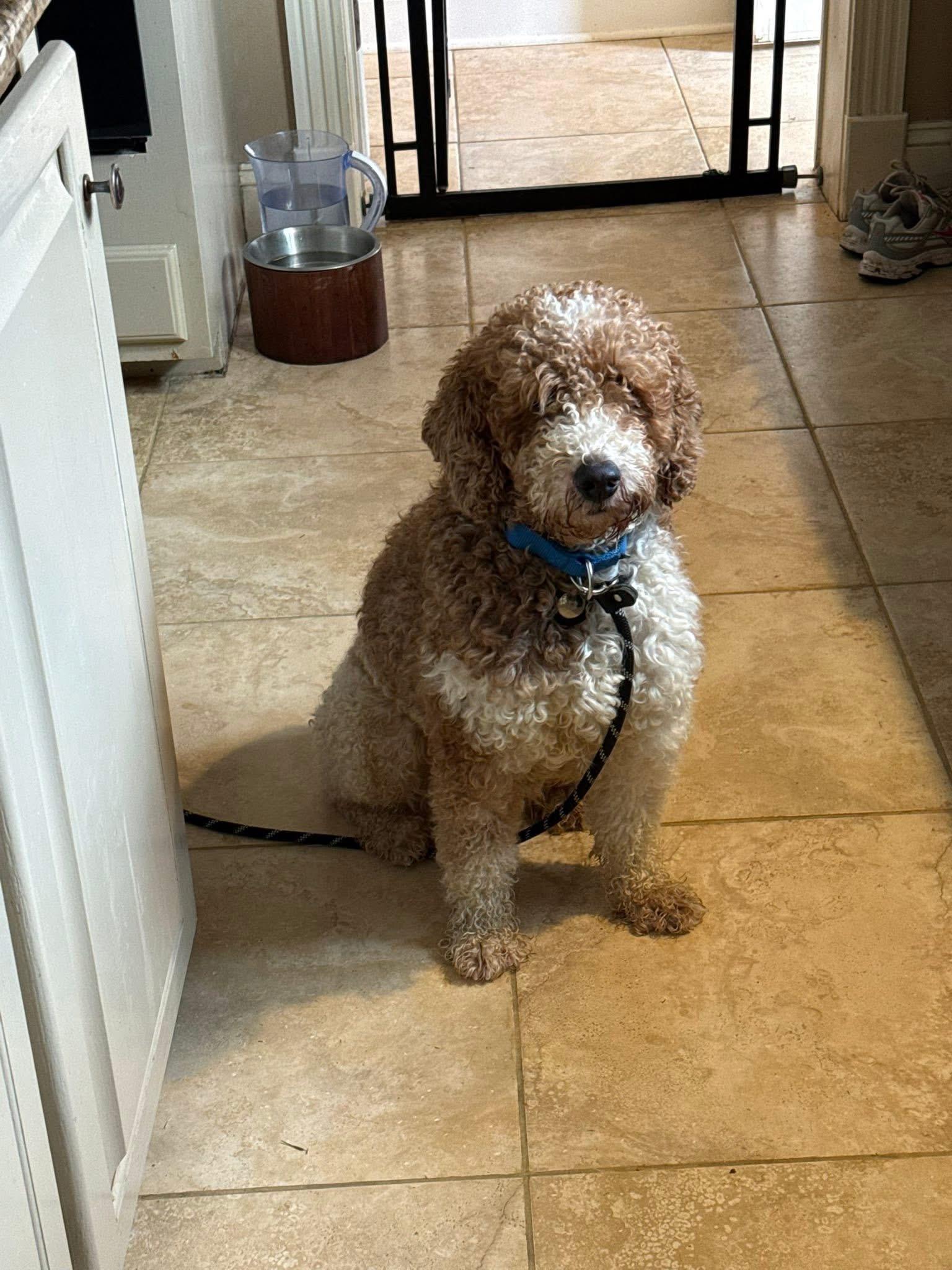 Enlarge FLASH , a ADOPTABLE Miniature Poodle in Media, PA image 5/6