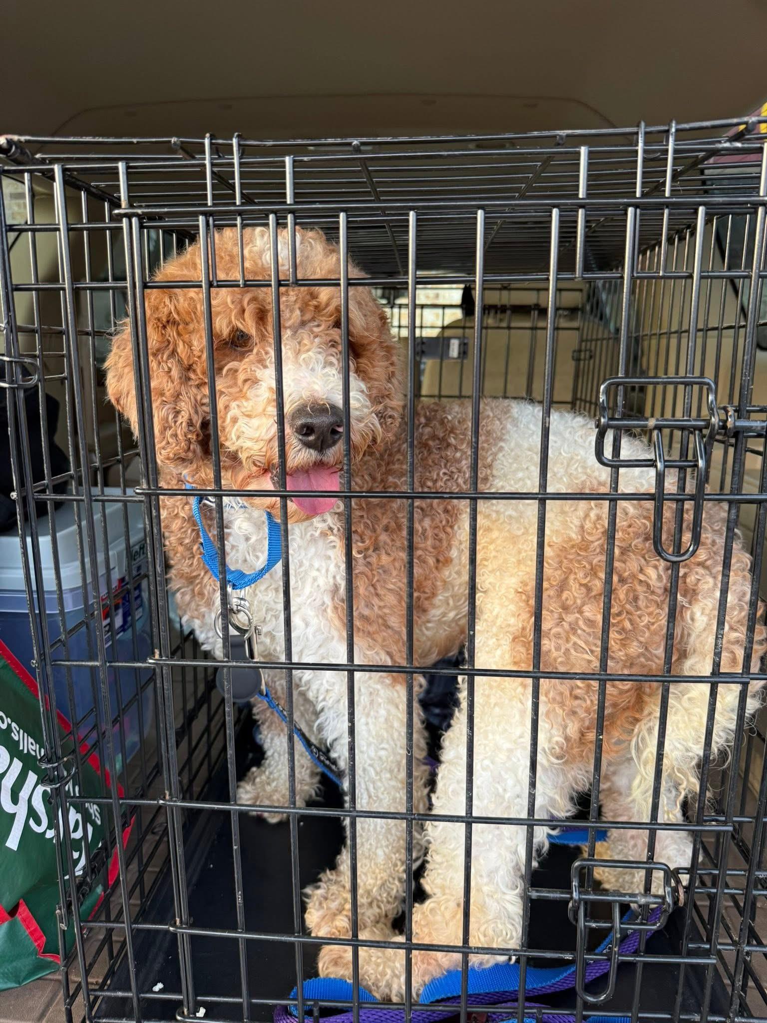 Enlarge FLASH , a ADOPTABLE Miniature Poodle in Media, PA image 6/6
