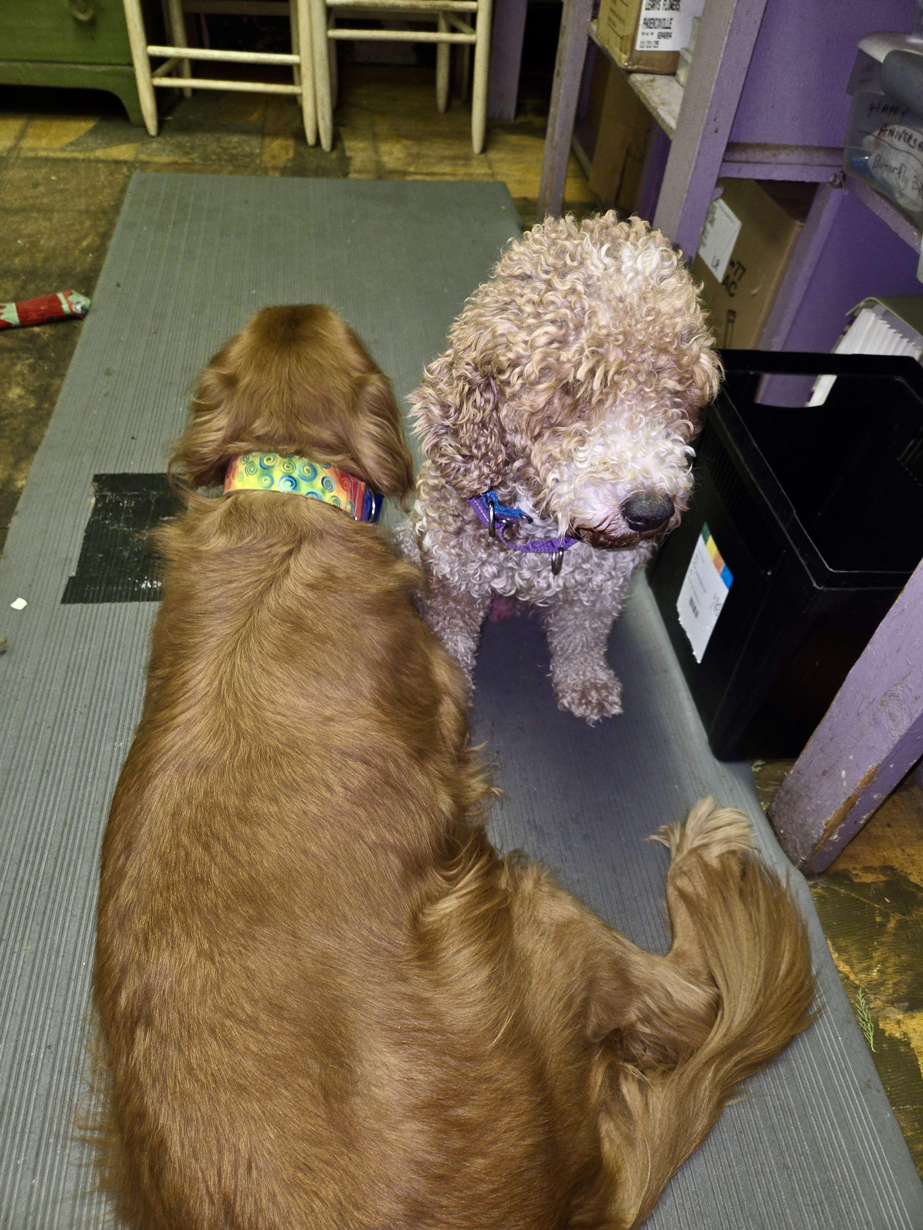 Enlarge FLASH , a ADOPTABLE Miniature Poodle in Media, PA image 3/6