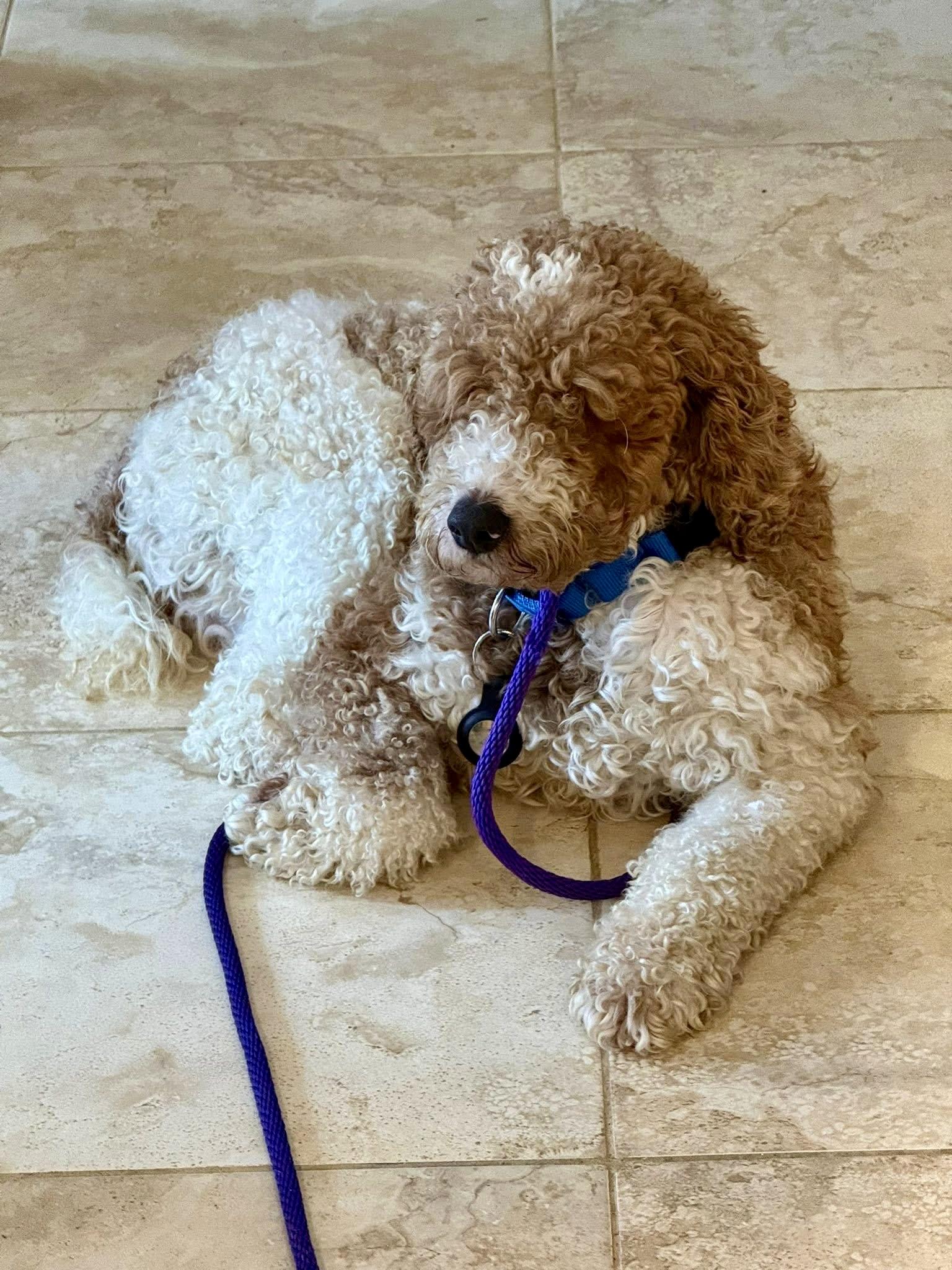 Enlarge FLASH , a ADOPTABLE Miniature Poodle in Media, PA image 2/6