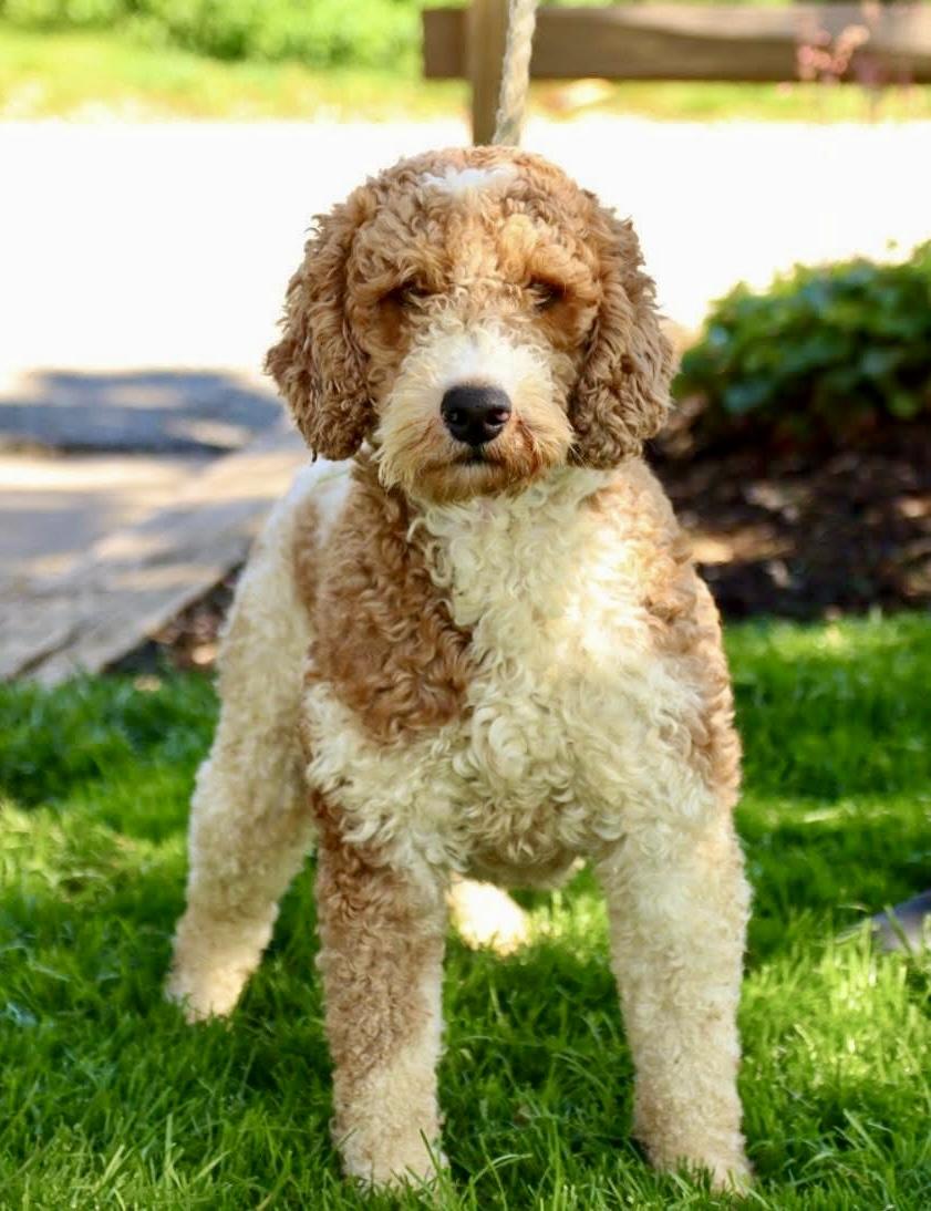 Enlarge FLASH , a ADOPTABLE Miniature Poodle in Media, PA image 1/6
