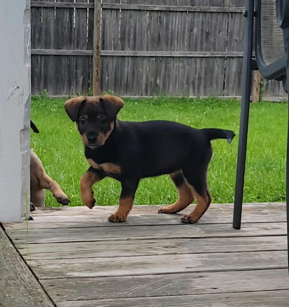 Enlarge Lumiere, an adopted mixed breed in China Township, MI image 4/6