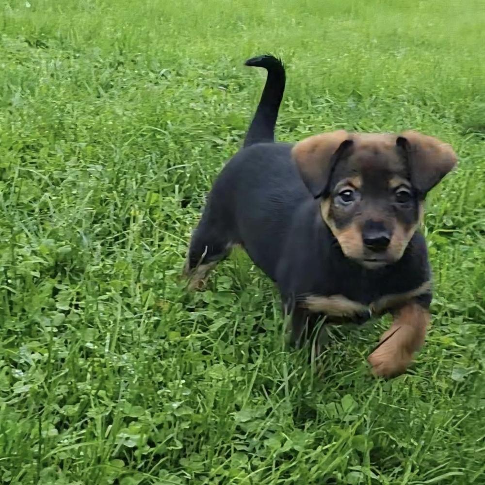 Enlarge Lumiere, an adopted mixed breed in China Township, MI image 3/6