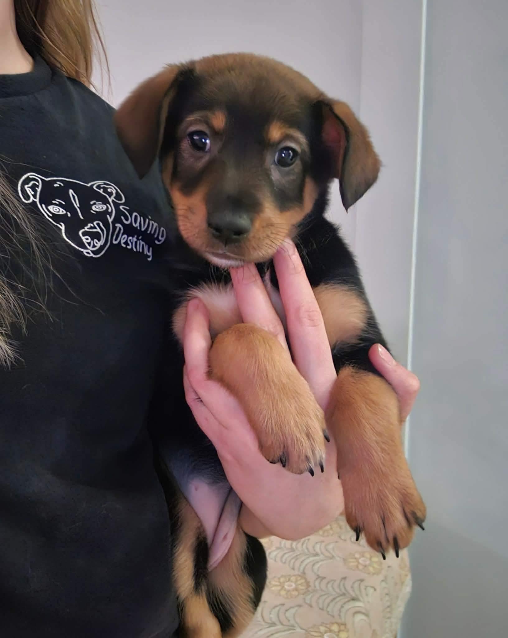 Enlarge Lumiere, an adopted mixed breed in China Township, MI image 6/6