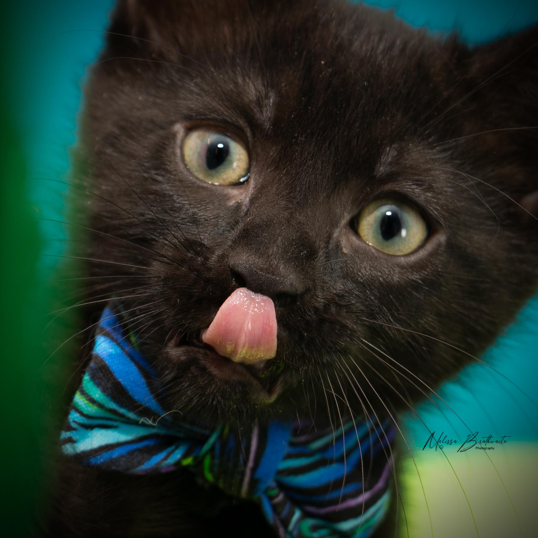 Enlarge Prickle, a Adoptable Domestic Short Hair in Calgary, AB image 4/4