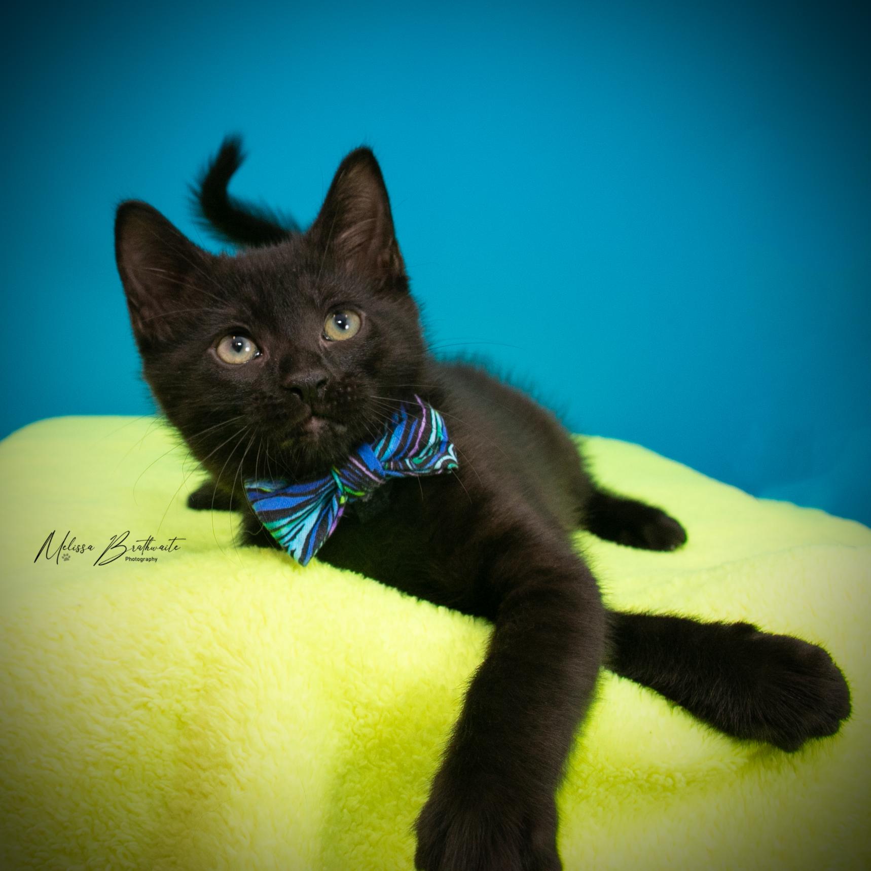 Enlarge Prickle, a Adoptable Domestic Short Hair in Calgary, AB image 2/4