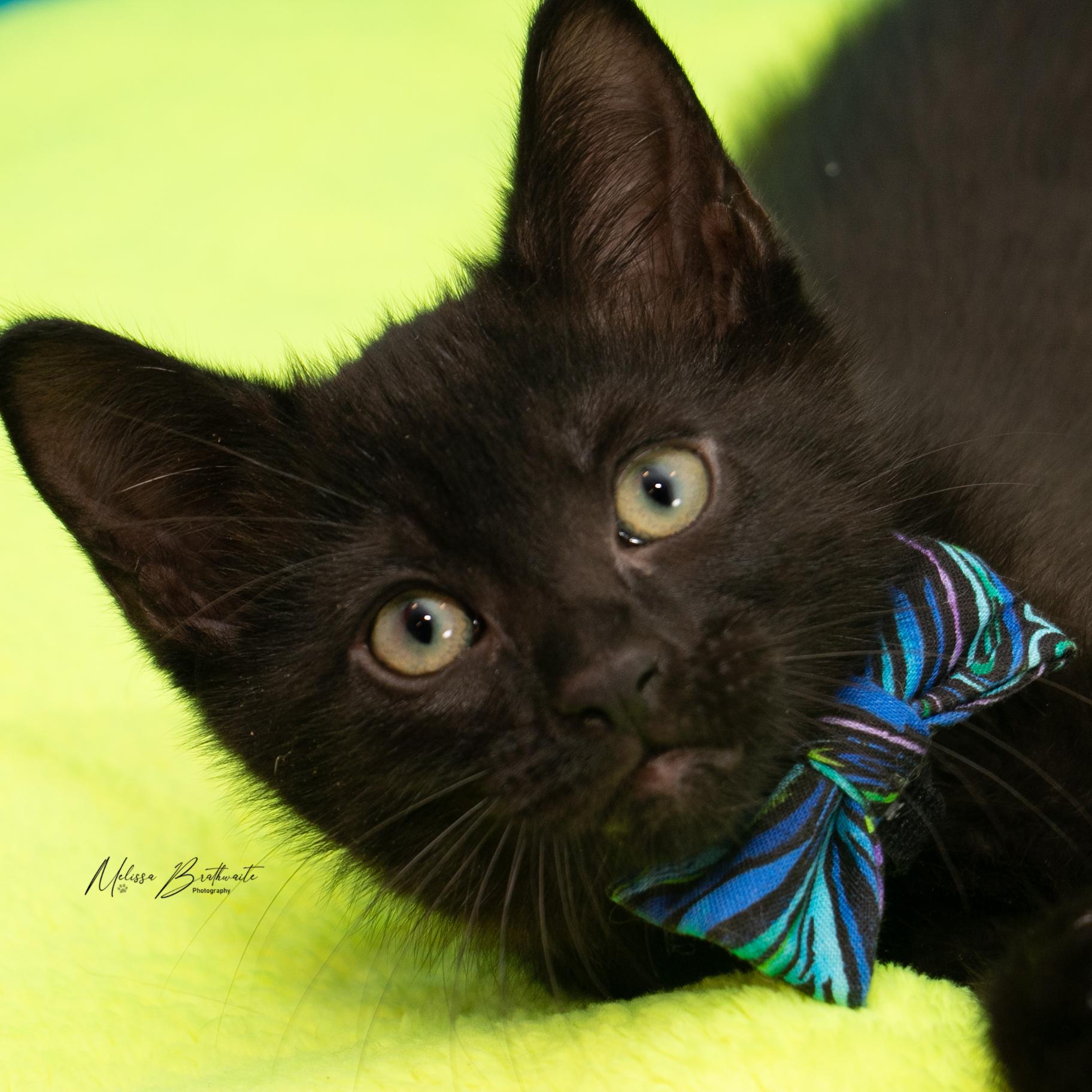 Enlarge Prickle, a Adoptable Domestic Short Hair in Calgary, AB image 3/4