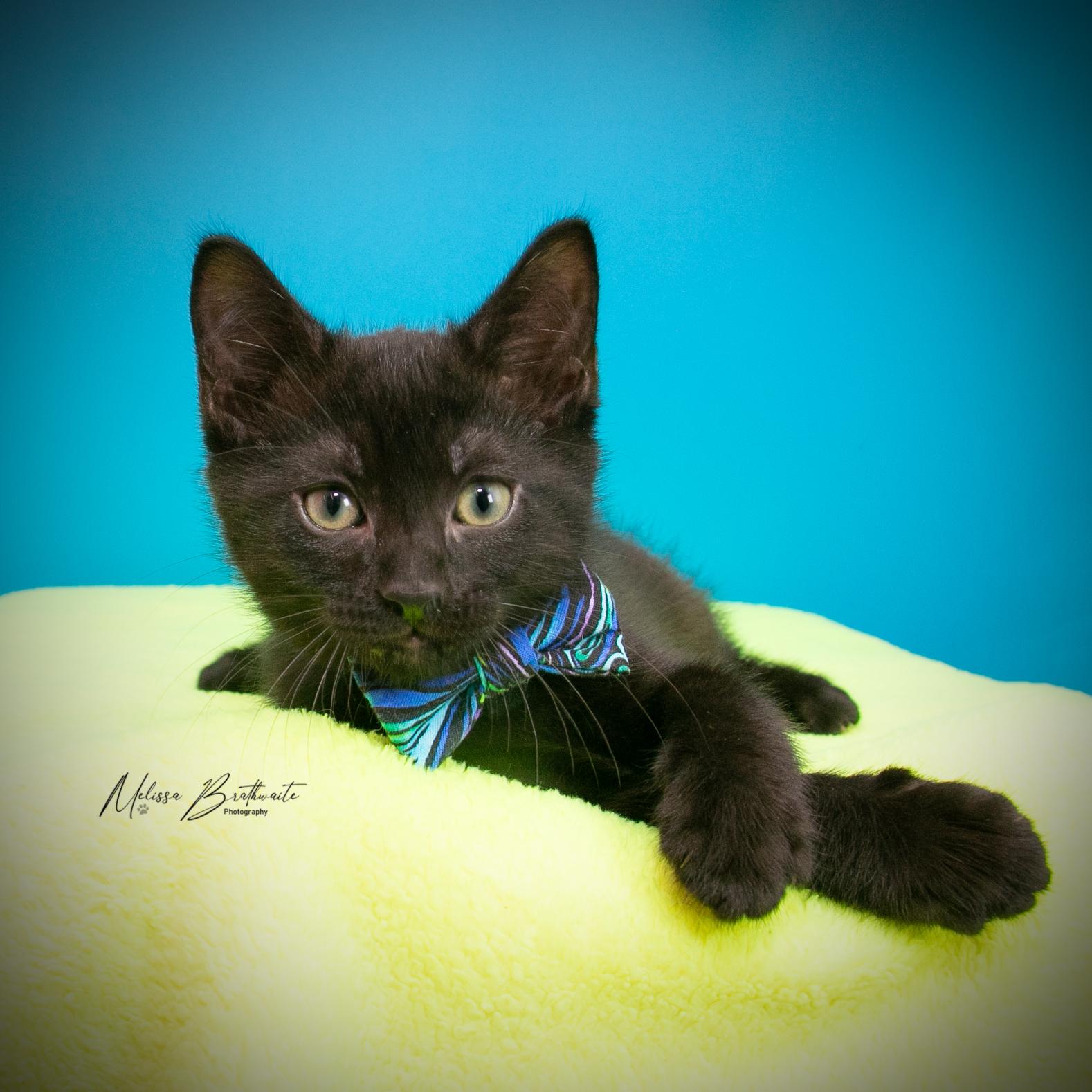 Enlarge Prickle, a Adoptable Domestic Short Hair in Calgary, AB image 1/4