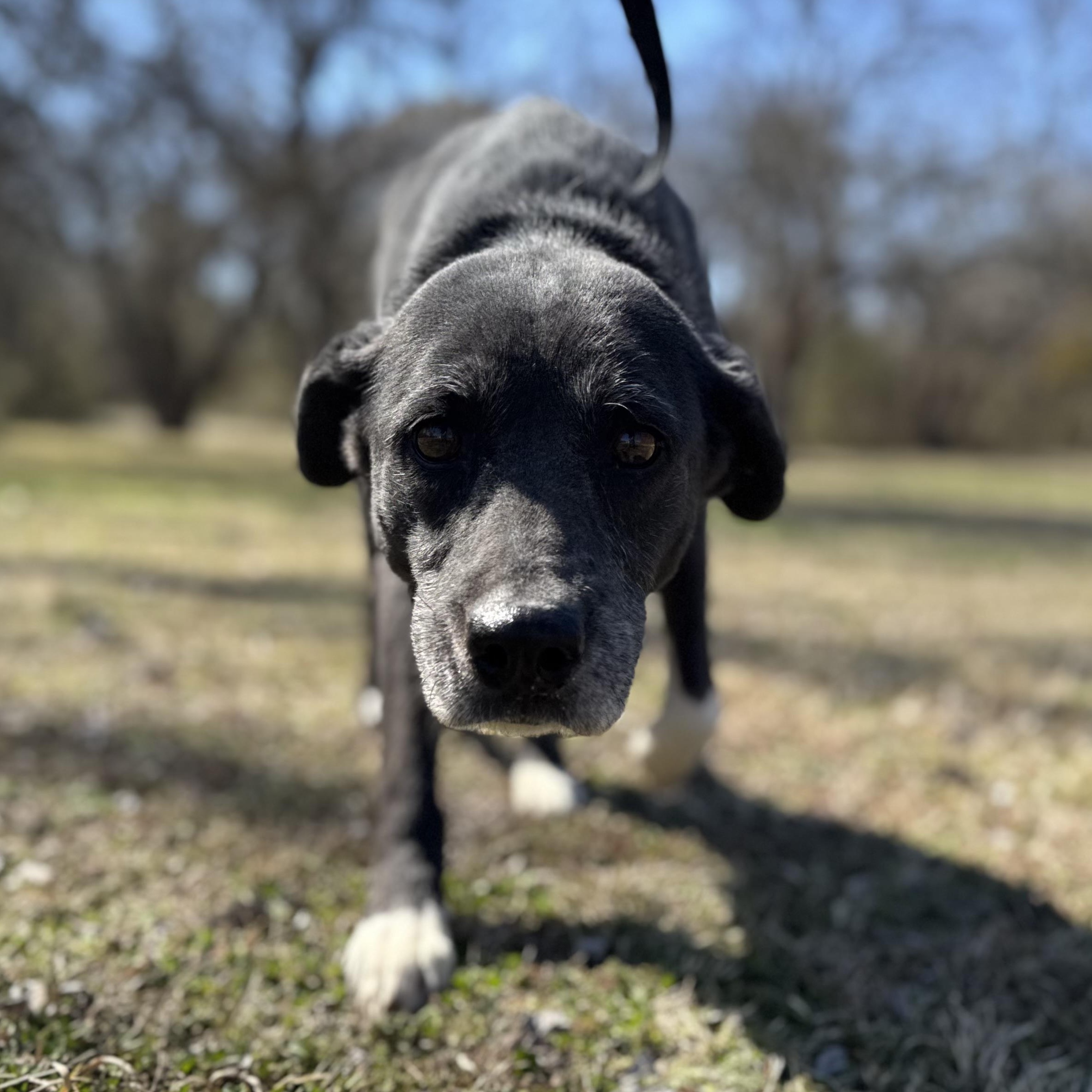 Enlarge Bella, a Adoptable mixed breed in Sherman, TX image 2/4