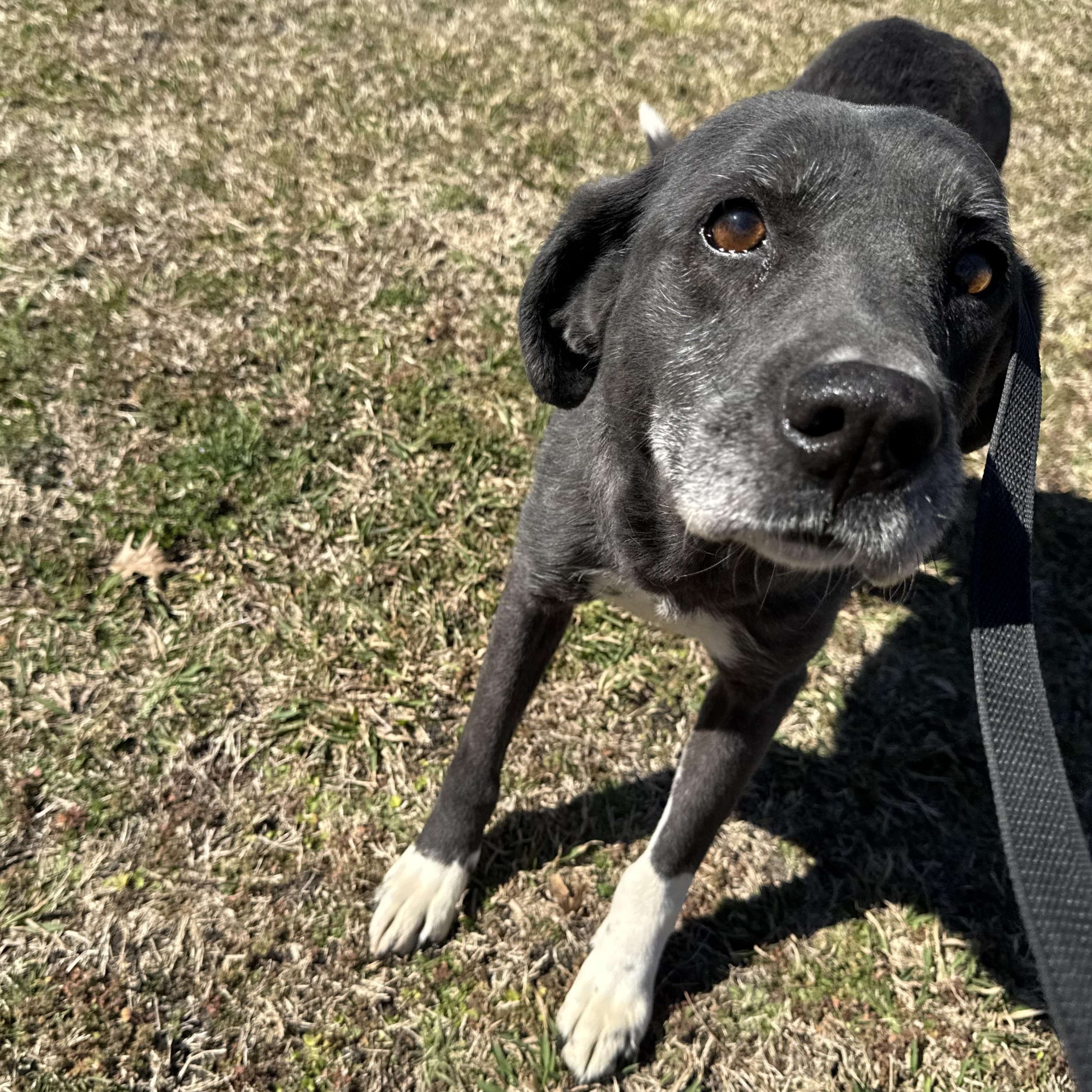 Enlarge Bella, a Adoptable mixed breed in Sherman, TX image 4/4