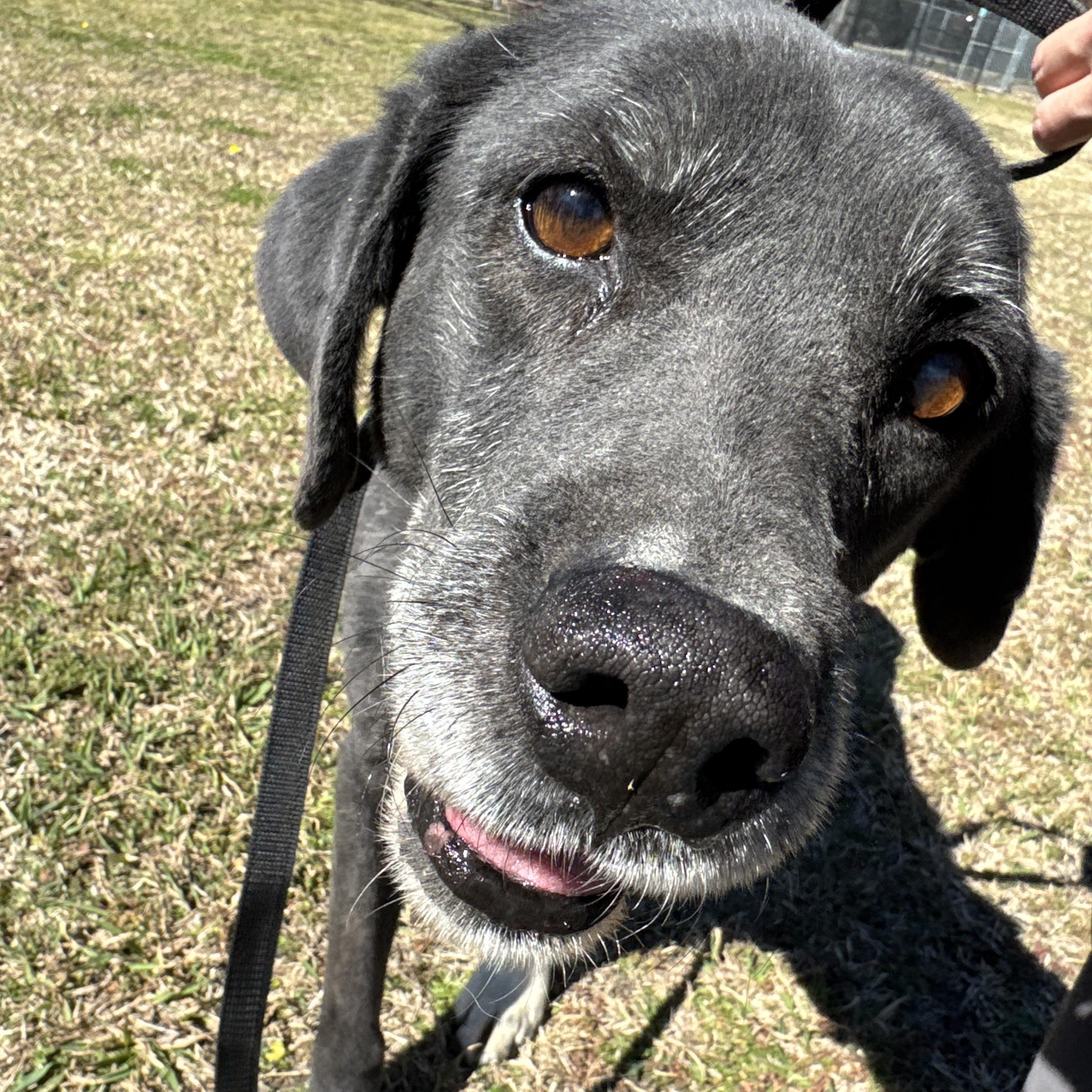 Bella, Adoptable, Senior Female Labrador Retriever.