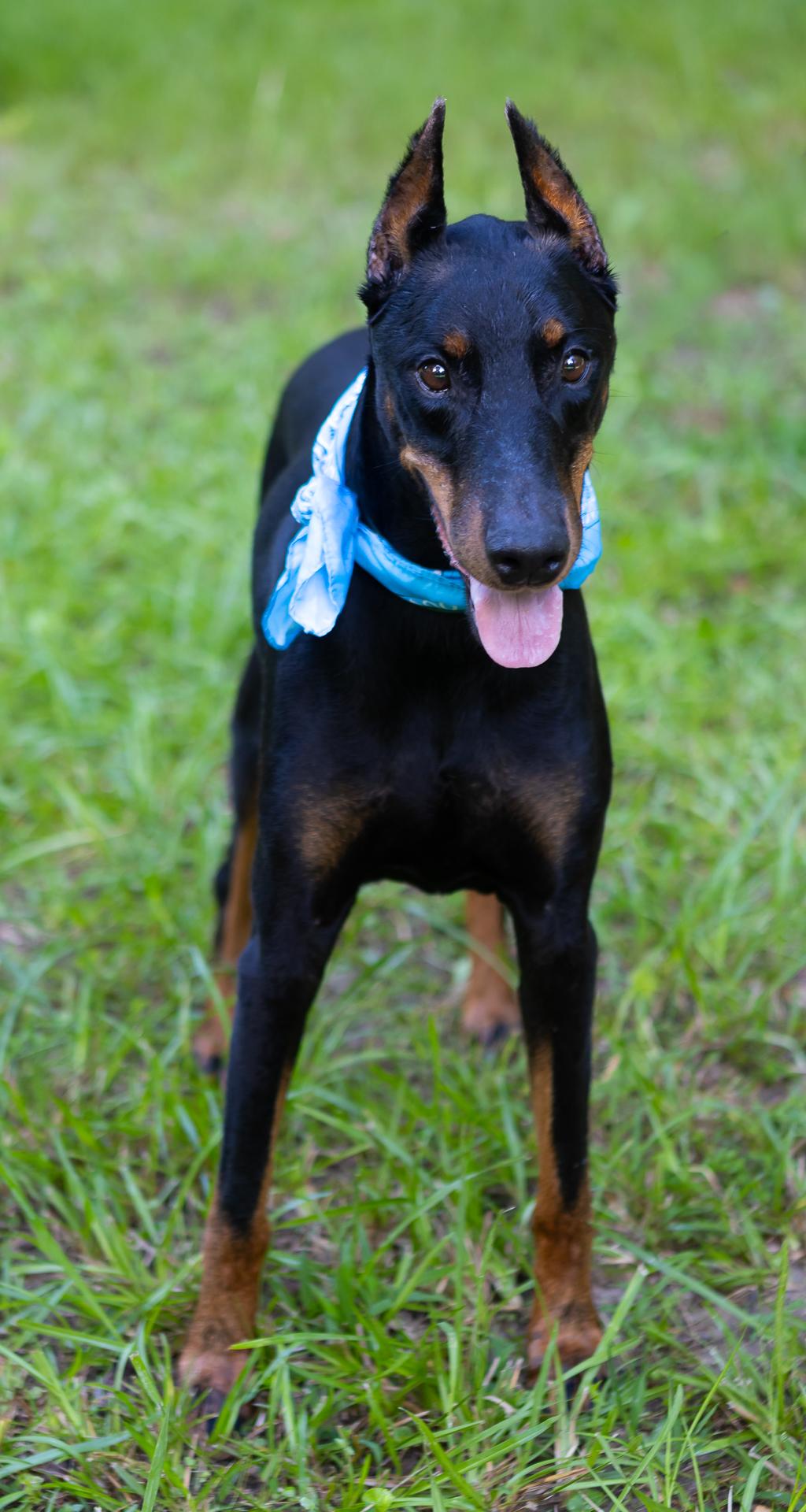 Lux, a ADOPTABLE Doberman Pinscher in Zachary, LA image 6/6