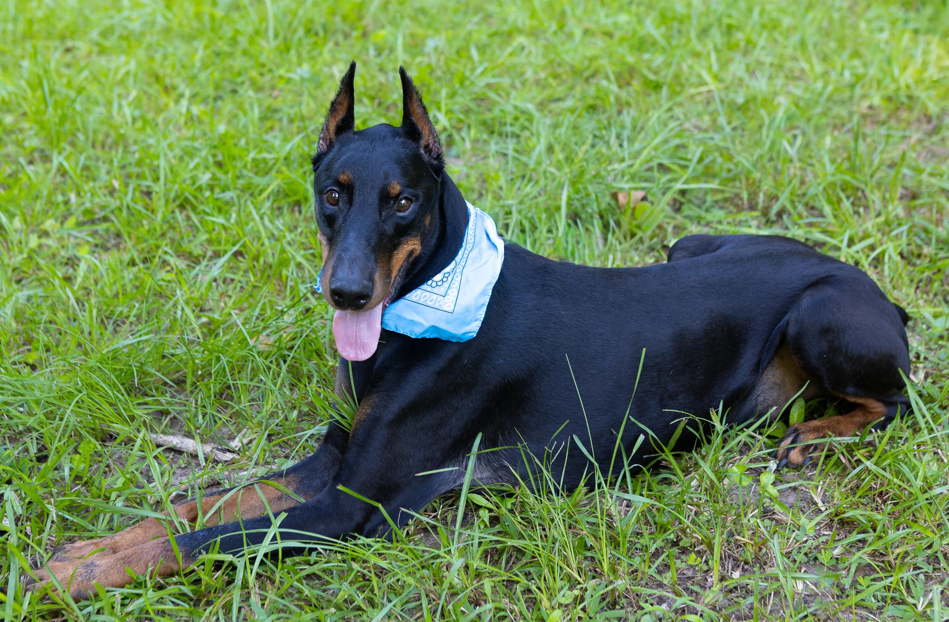 Lux, a ADOPTABLE Doberman Pinscher in Zachary, LA image 3/6