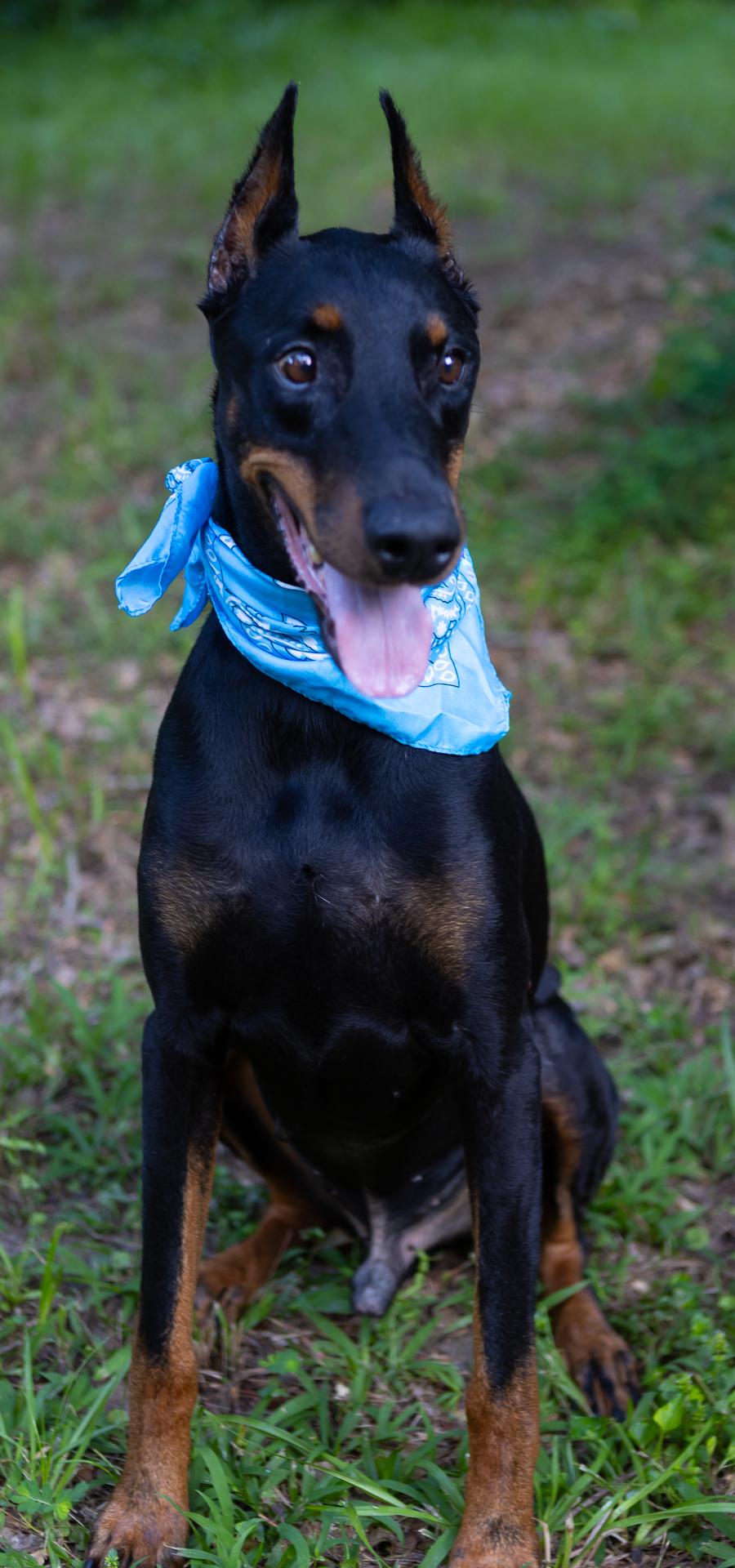 Lux, a ADOPTABLE Doberman Pinscher in Zachary, LA image 2/6