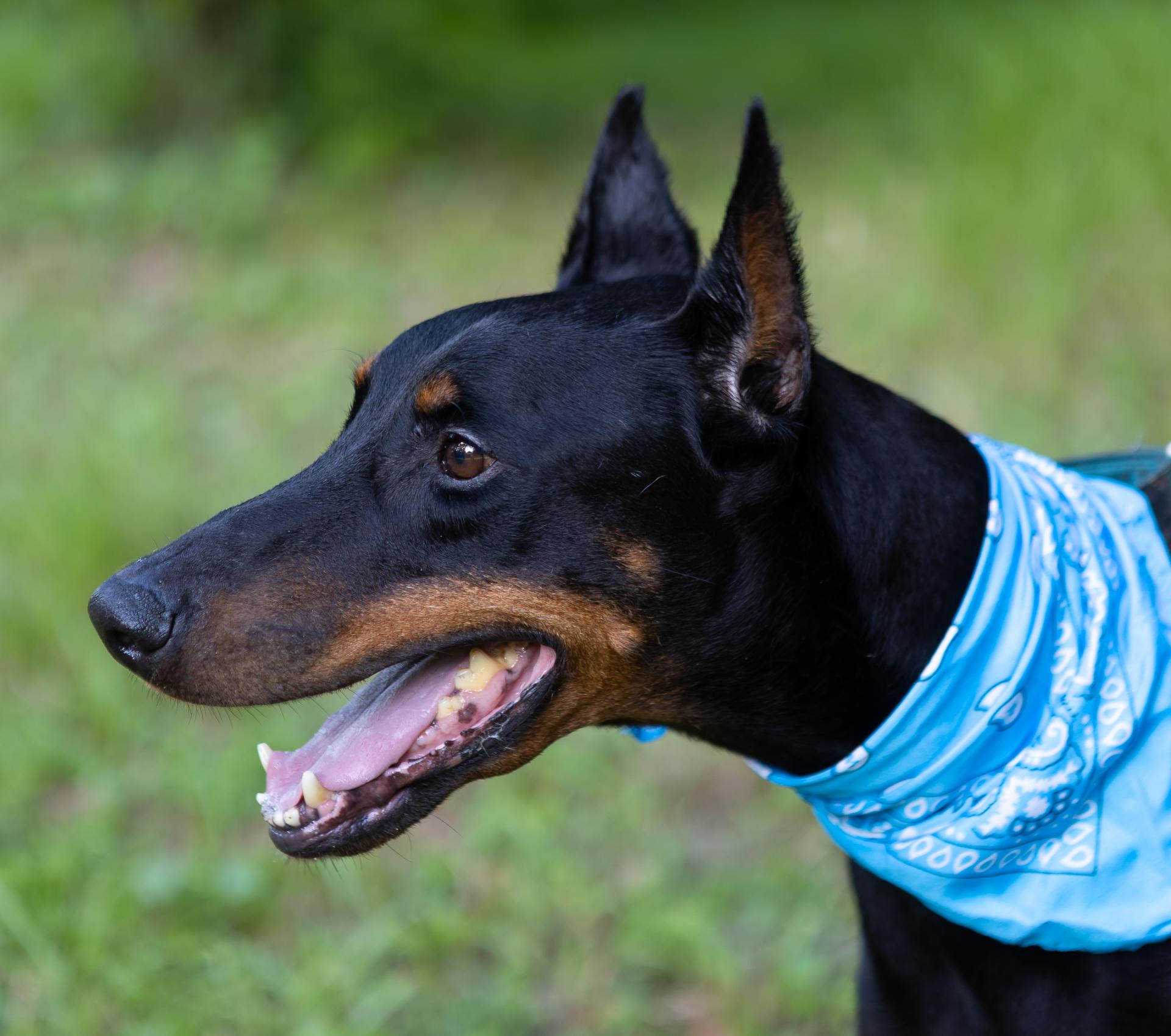 Lux, a ADOPTABLE Doberman Pinscher in Zachary, LA image 4/6