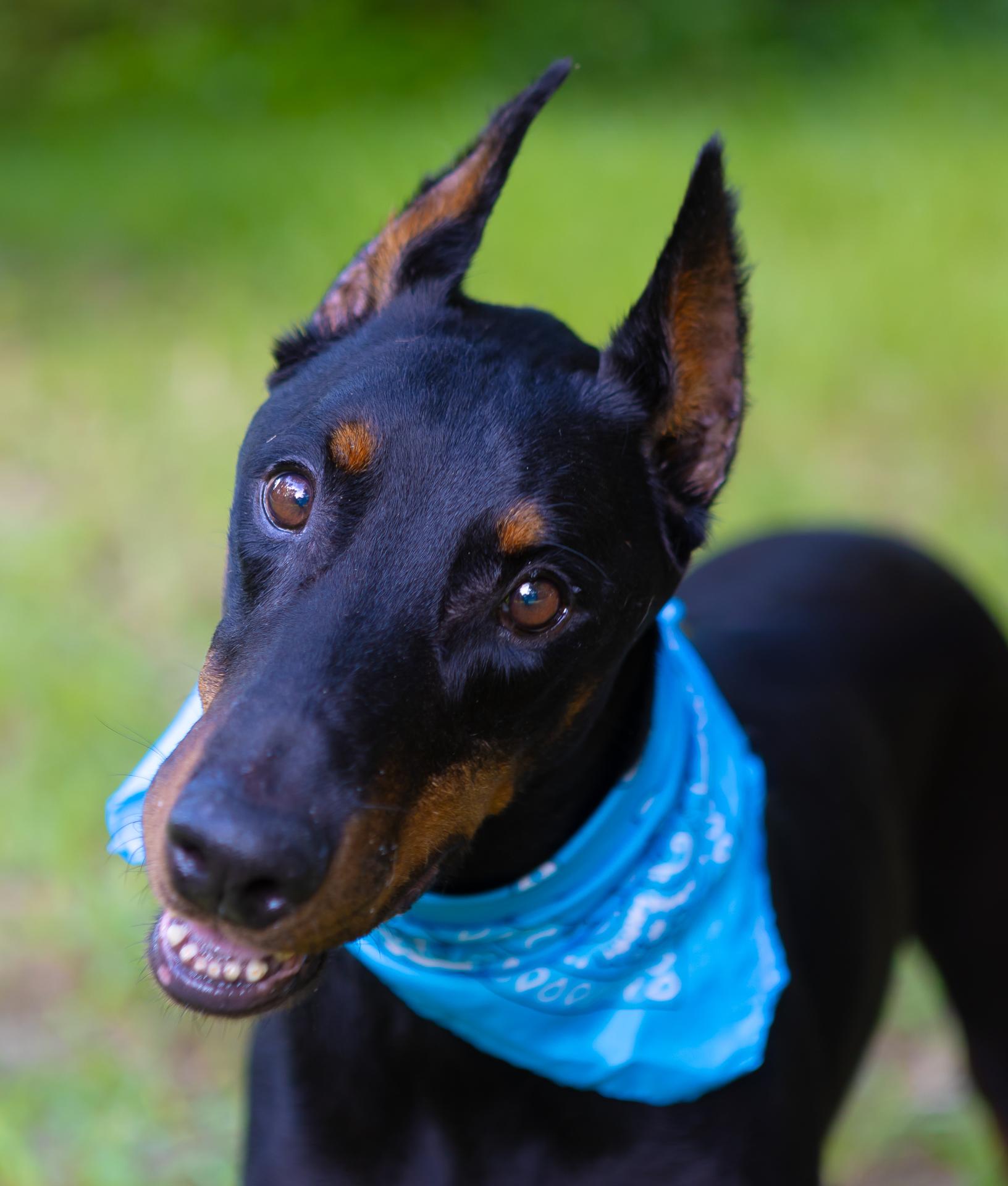 Lux, ADOPTABLE, Adult Male Doberman Pinscher.