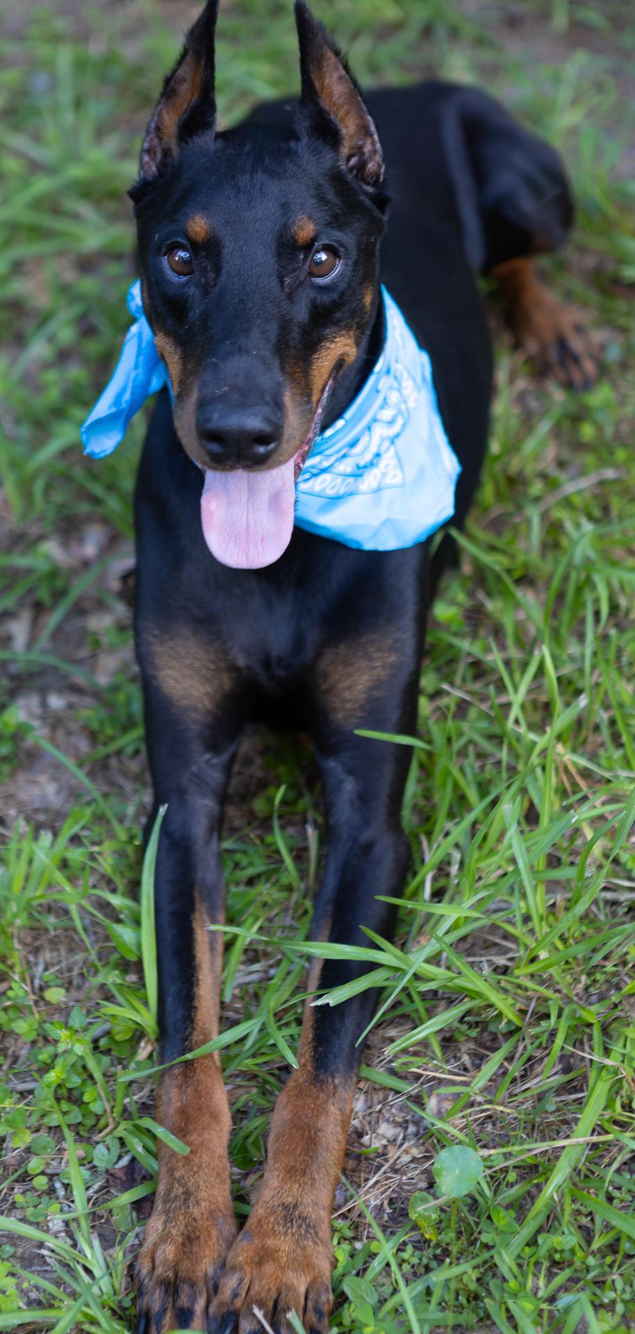 Lux, a ADOPTABLE Doberman Pinscher in Zachary, LA image 5/6