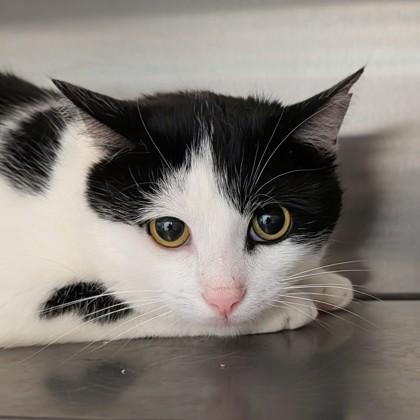 Kiwi, ADOPTABLE, Adult Female Domestic Short Hair.