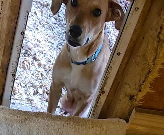 DaisyMay, Adoptable, Young Female Beagle.