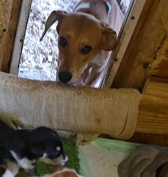 Enlarge DaisyMay, a Adoptable mixed breed in Toney, AL image 2/2