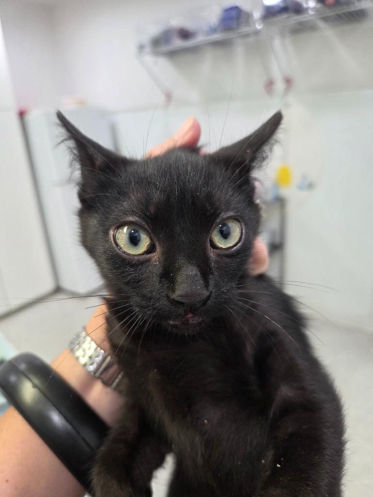 Chanel 3, Adoptable, Kitten Male Domestic Short Hair.