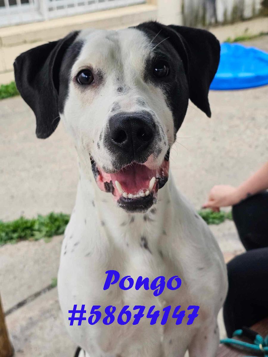 Pongo, Adoptable, Adult Male Dalmatian.