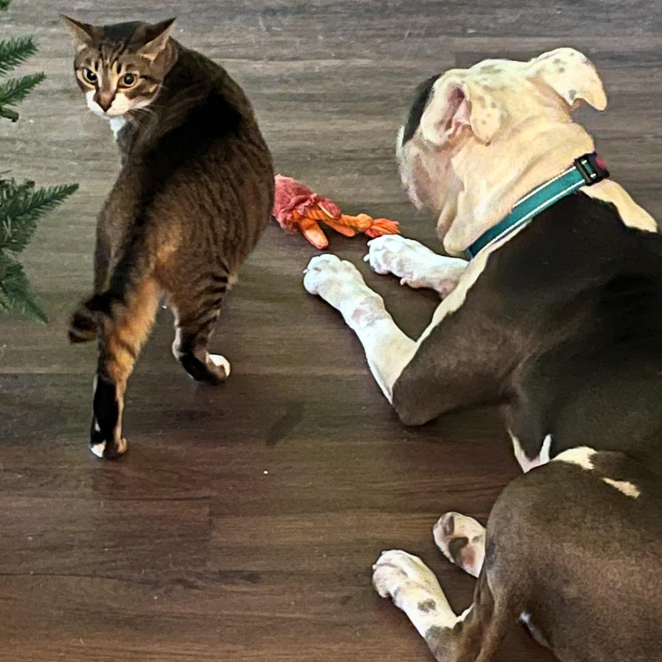 Vinny, Adopted, Young Male Pit Bull Terrier & American Bulldog.