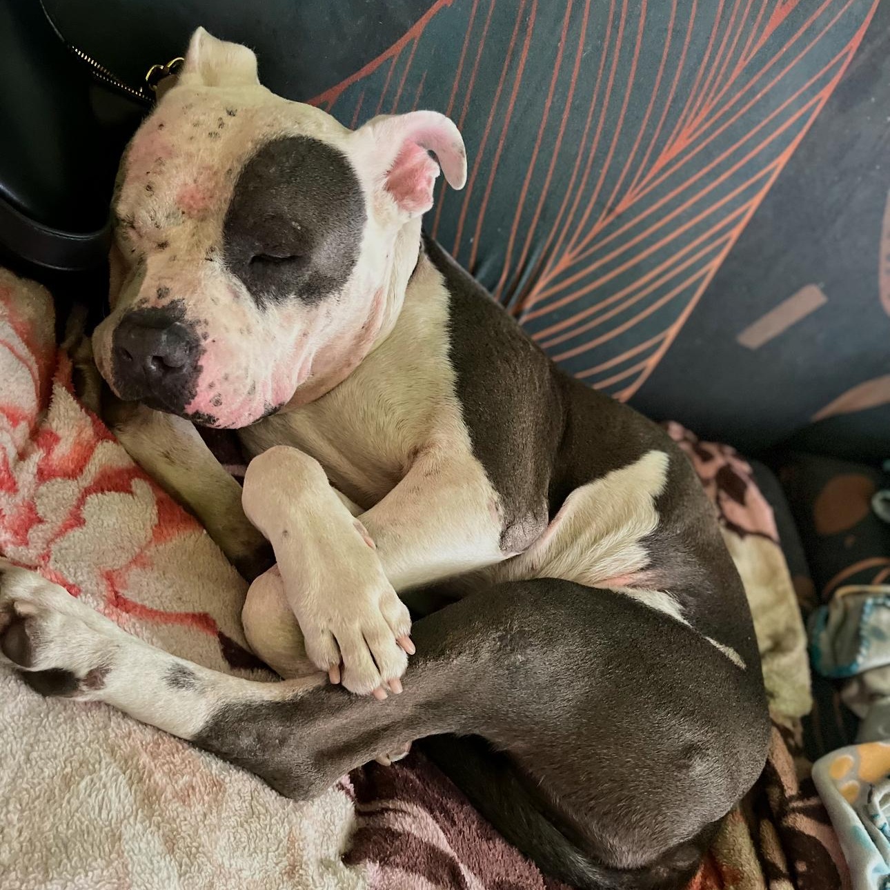 Enlarge Vinny, a Adopted mixed breed in Whittier, CA image 2/3