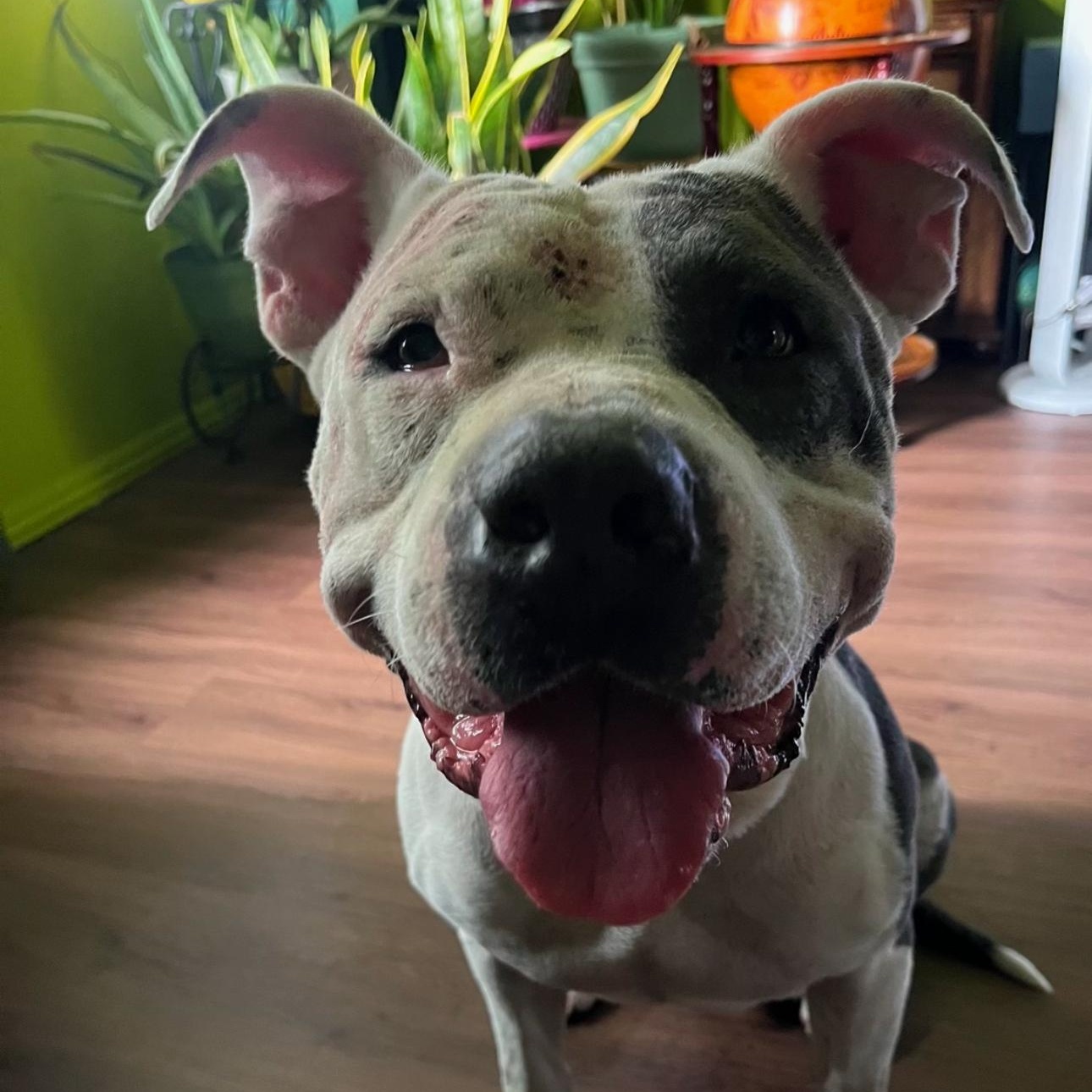 Enlarge Vinny, a Adopted mixed breed in Whittier, CA image 3/3