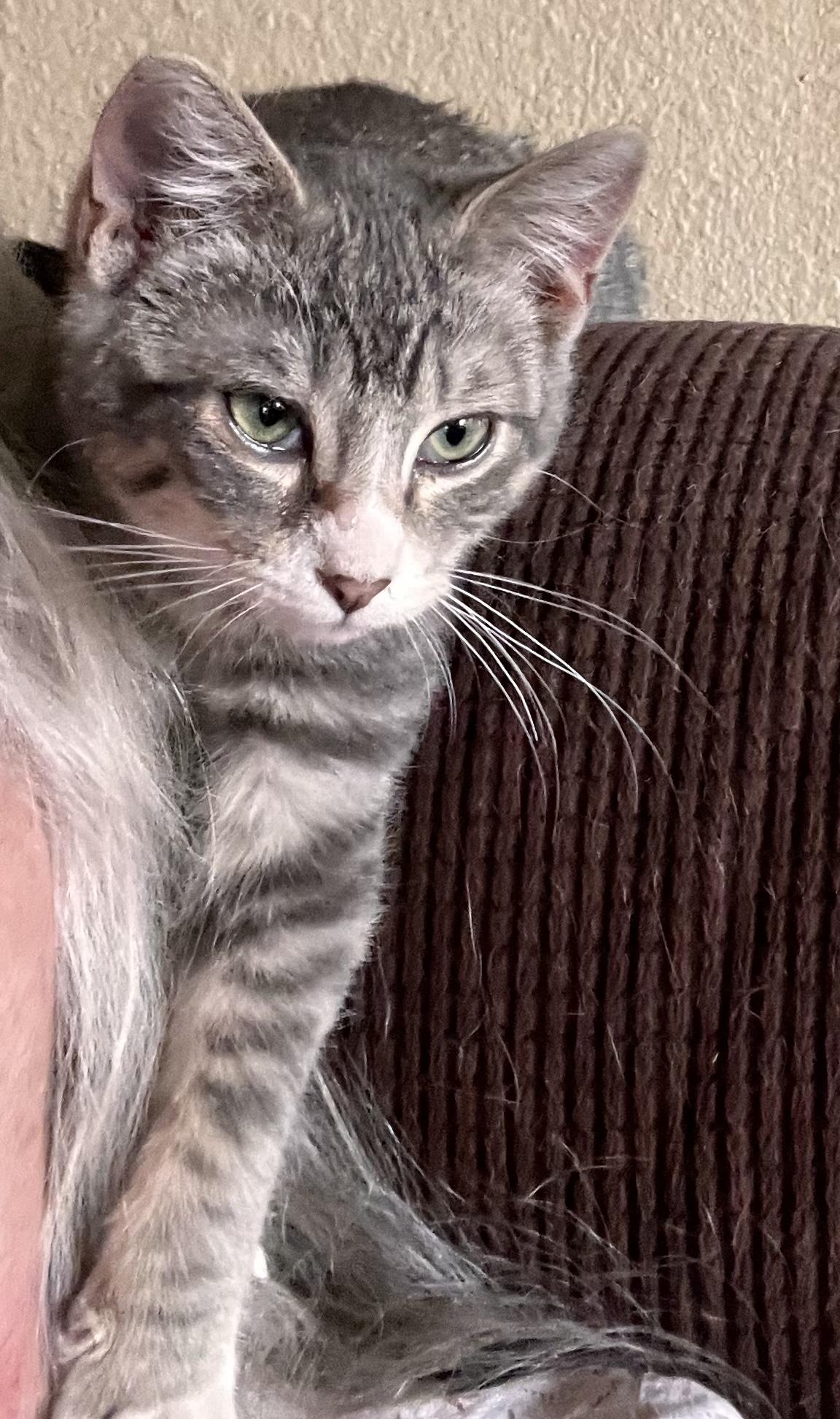 Chowder (aka Zippy)