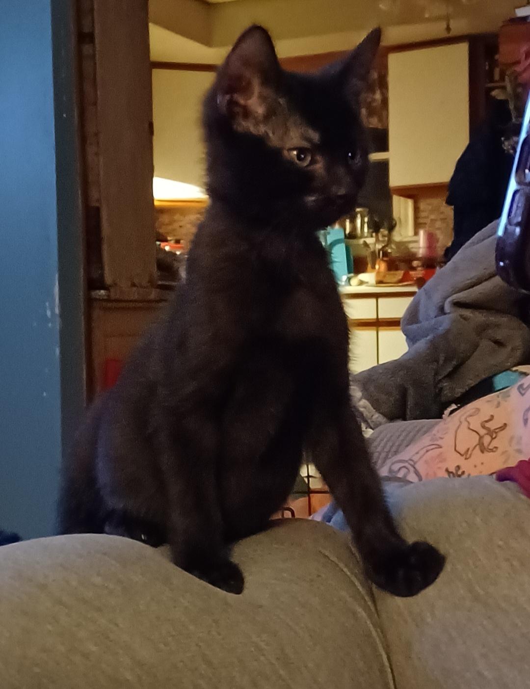 Theo, ADOPTABLE, Kitten Male Domestic Short Hair.