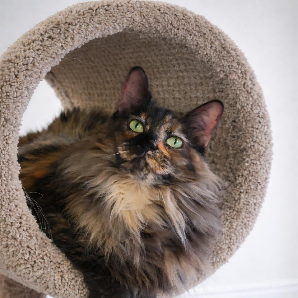 Enlarge Charlotte – One-of-a-Kind Beauty with a Heart Full of Torti-tude, a Adoptable mixed breed in Hillsboro, TX image 2/6