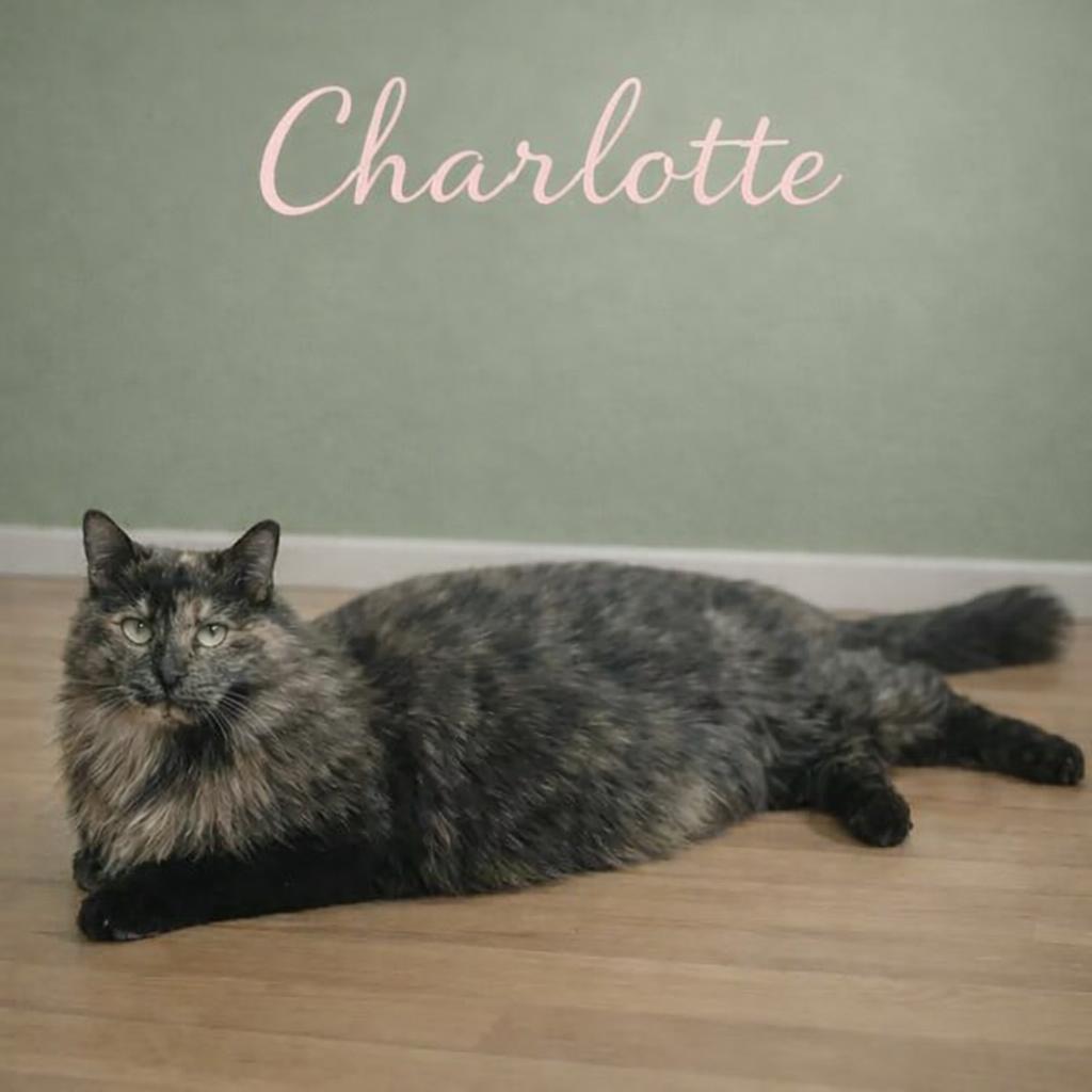 Enlarge Charlotte – One-of-a-Kind Beauty with a Heart Full of Torti-tude, a Adoptable mixed breed in Hillsboro, TX image 6/6