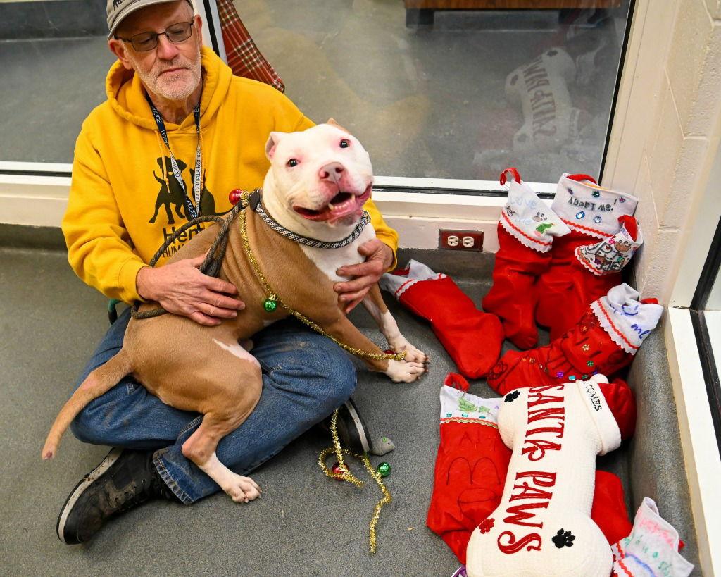 DA 22 Zeus, Adoptable, Adult Male Pit Bull Terrier.