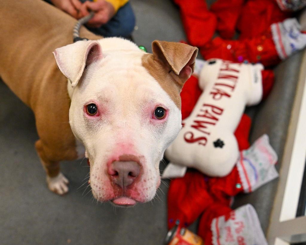 Enlarge DA 22 Zeus, a Adoptable Pit Bull Terrier in Glen Allen, VA image 1/3