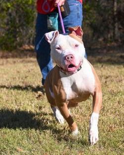 Enlarge DA 22 Zeus, a Adoptable Pit Bull Terrier in Glen Allen, VA image 2/3