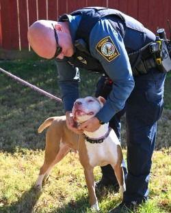 DA 22 Zeus, Adoptable, Adult Male Pit Bull Terrier.