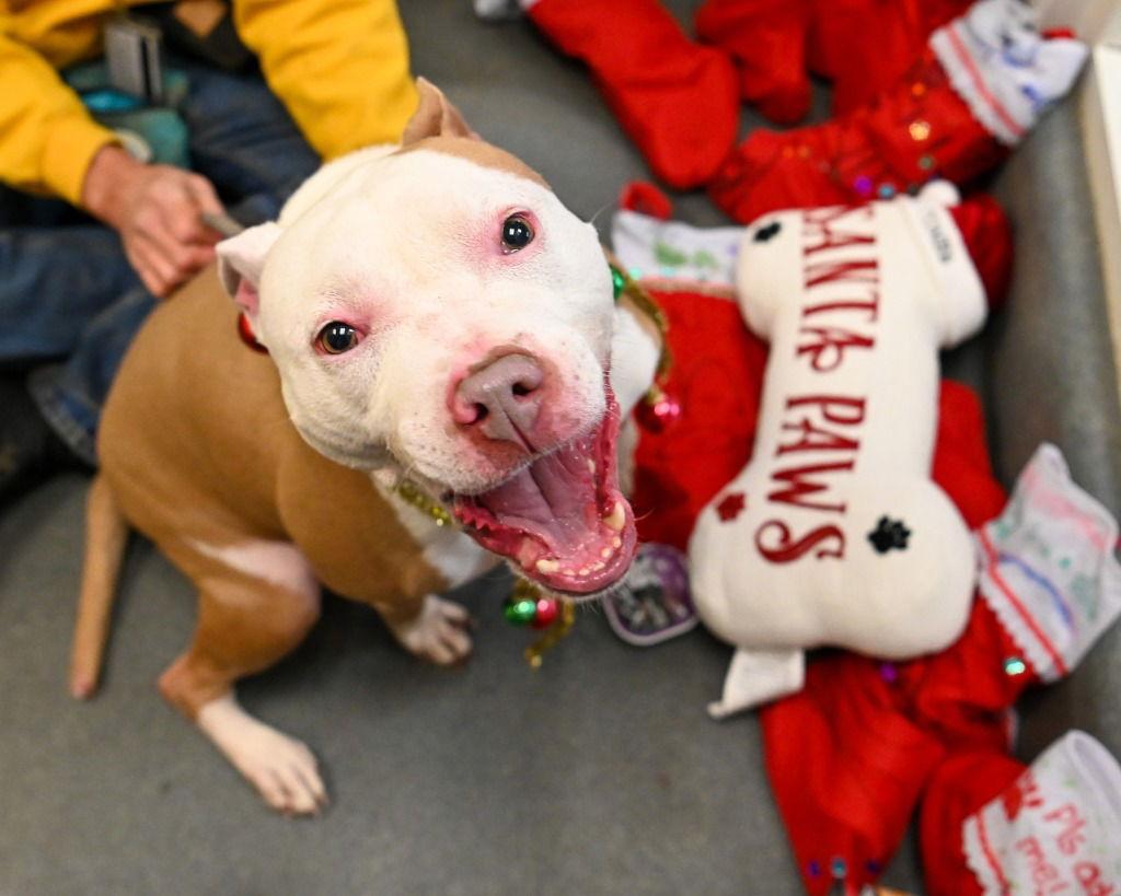 Enlarge DA 22 Zeus, a Adoptable Pit Bull Terrier in Glen Allen, VA image 3/3