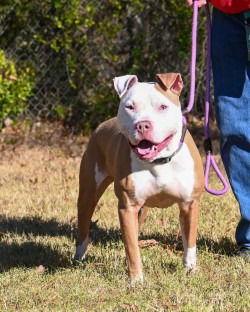 Enlarge DA 22 Zeus, a Adoptable Pit Bull Terrier in Glen Allen, VA image 3/3