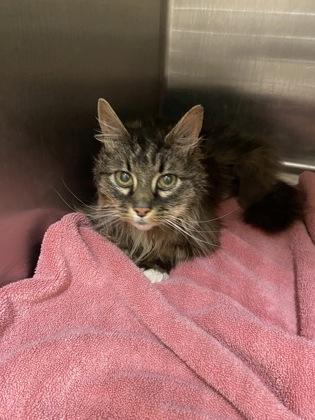Marcy, an adoptable Domestic Long Hair in Redmond, OR, 97756 | Photo Image 1
