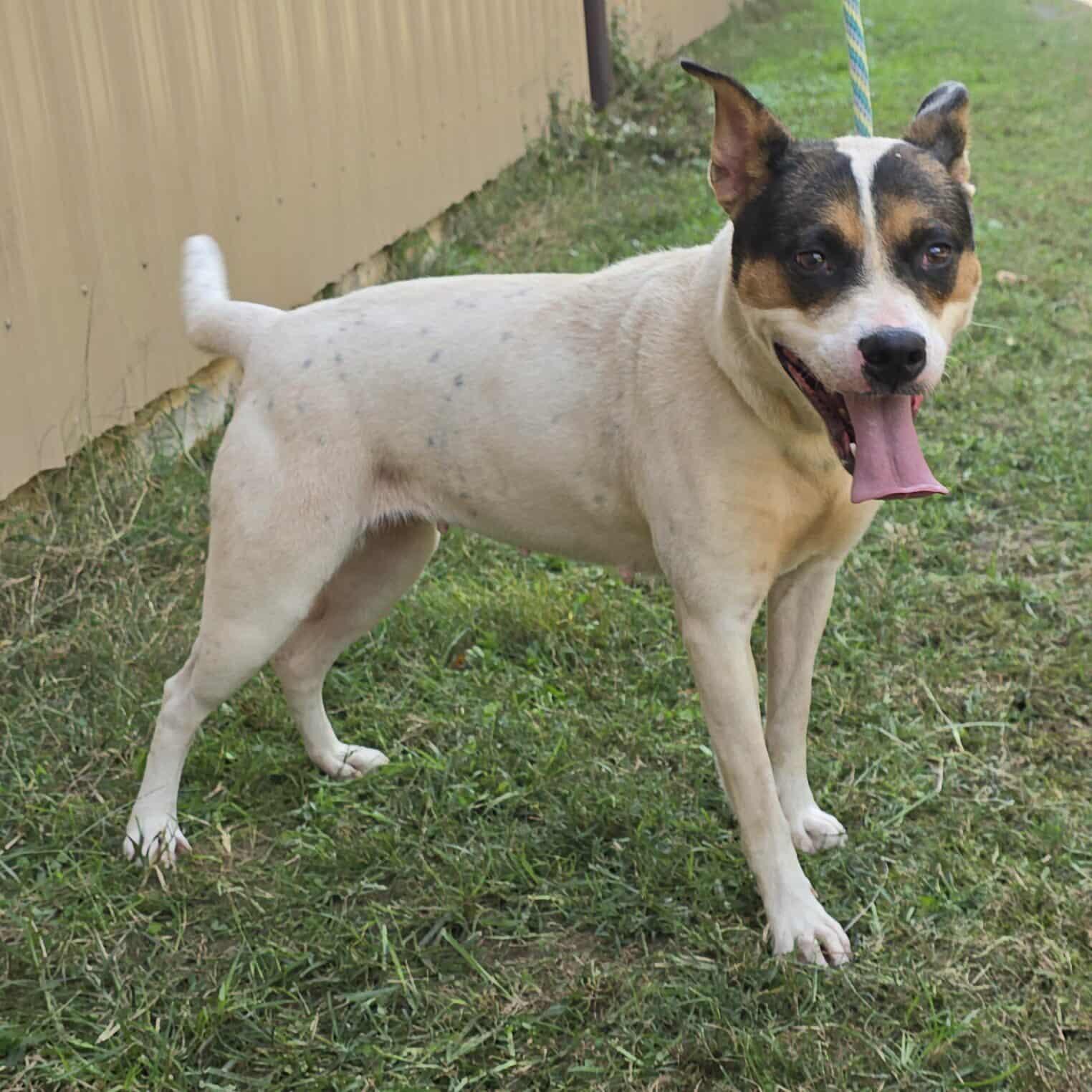 Lacy *foster needed*