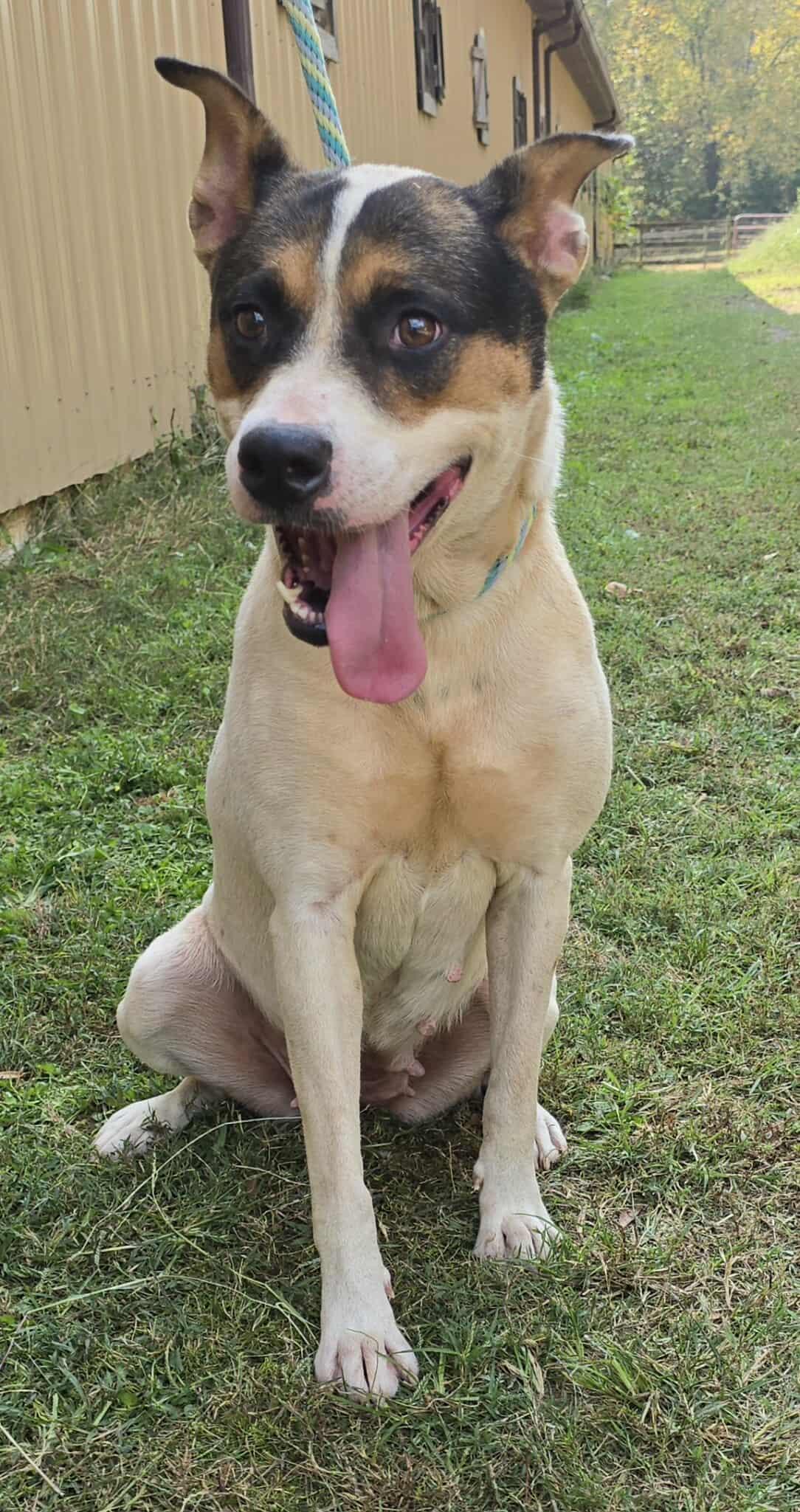 Lacy *foster needed*