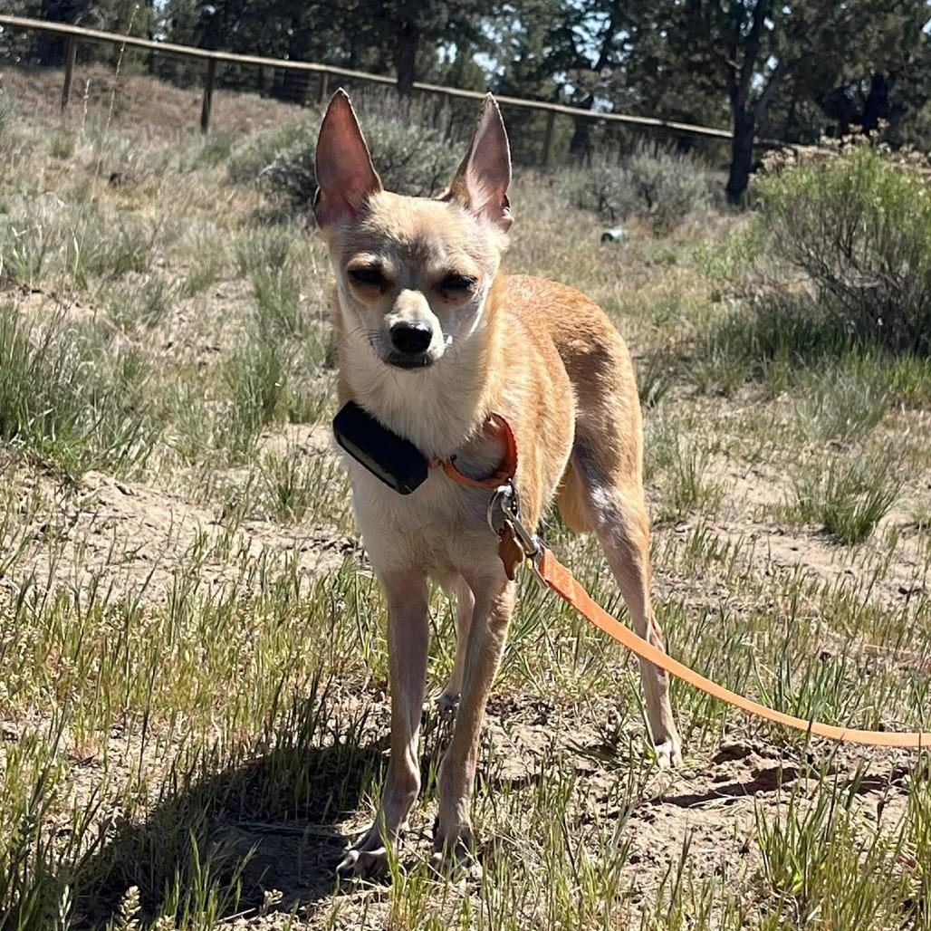 Chola, Adoptable, Adult Female Chihuahua & Mixed Breed.