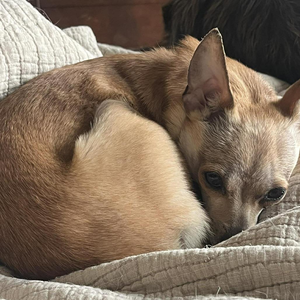 Enlarge Chola, a Adoptable mixed breed in Bend, OR image 2/6